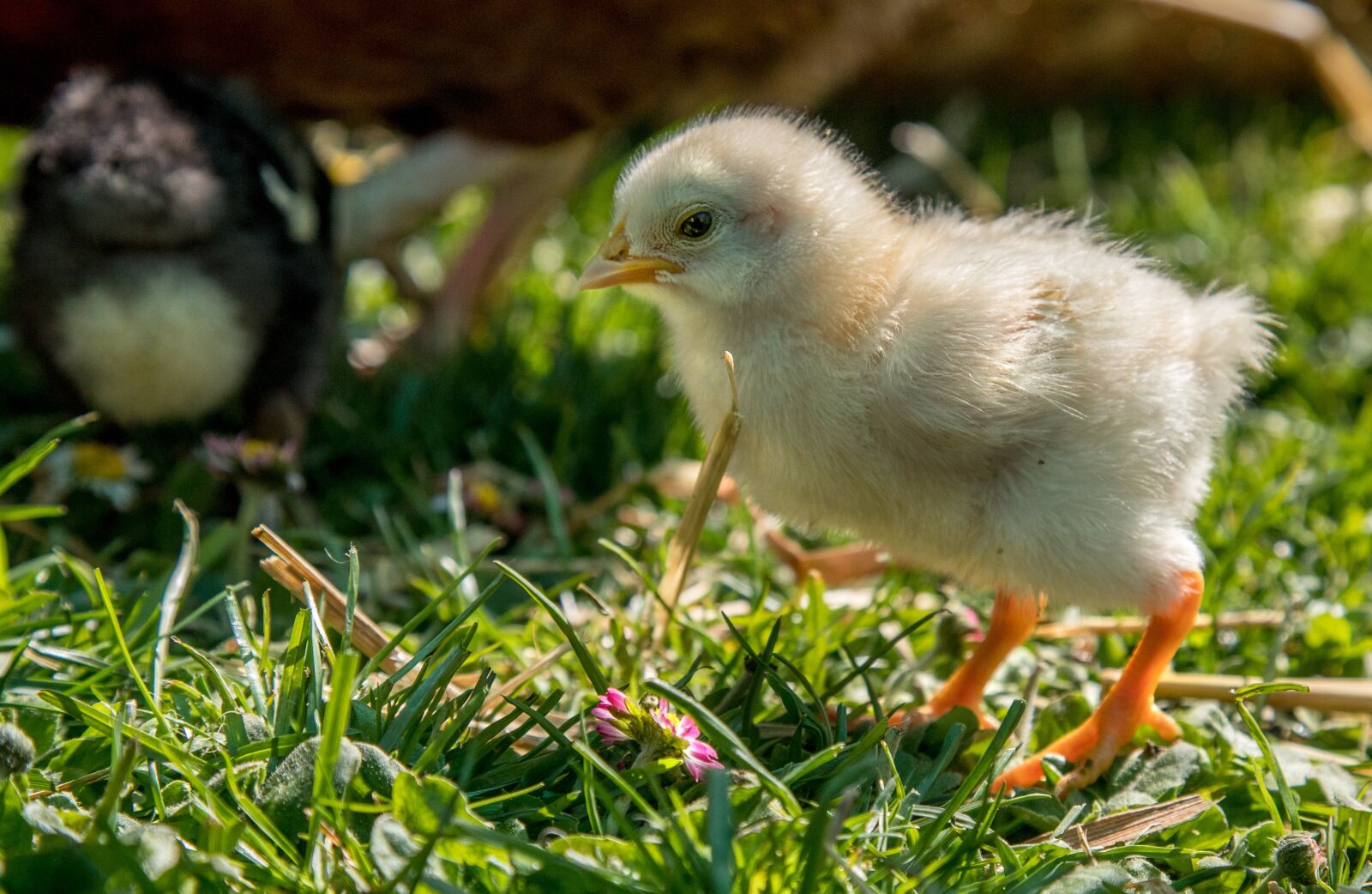 Canon EOS 6D Mark II + Canon EF 24-105mm F4L IS USM sample photo. Chicks, chicken, easter photography