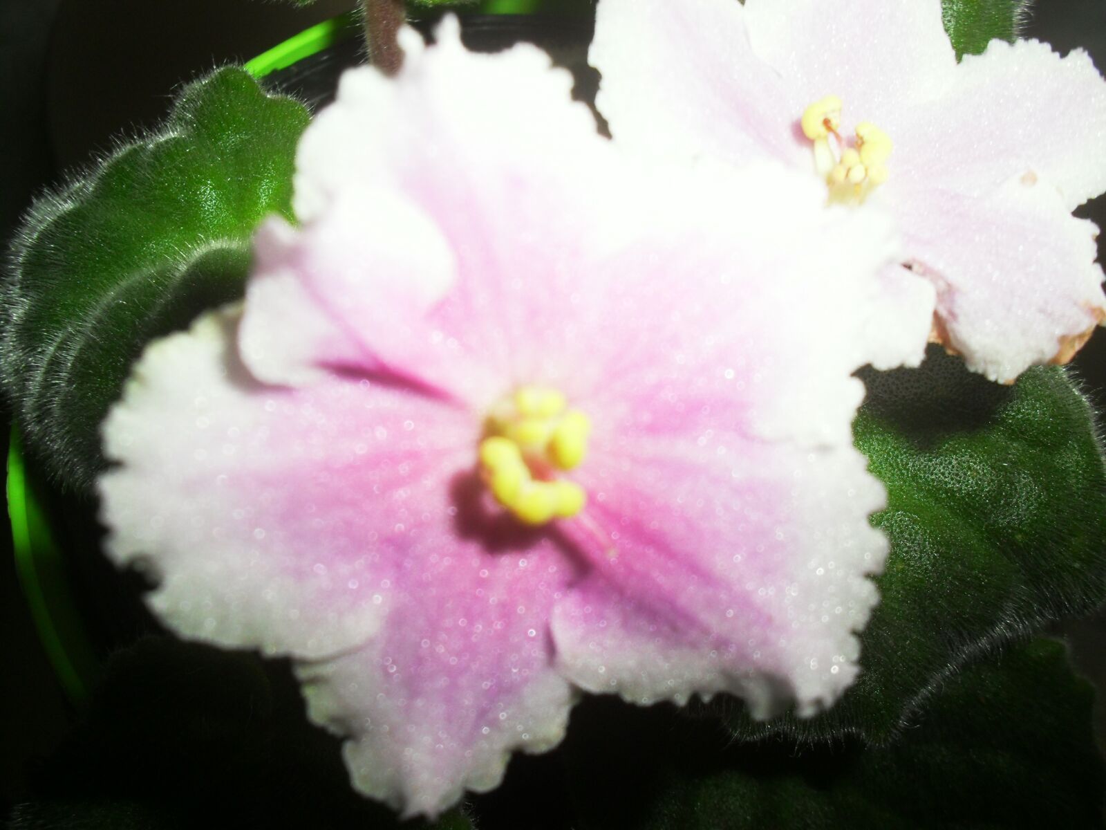 Samsung ES60 / VLUU ES60 /  SL105 /  ES63 sample photo. Flowers, pink, clear photography