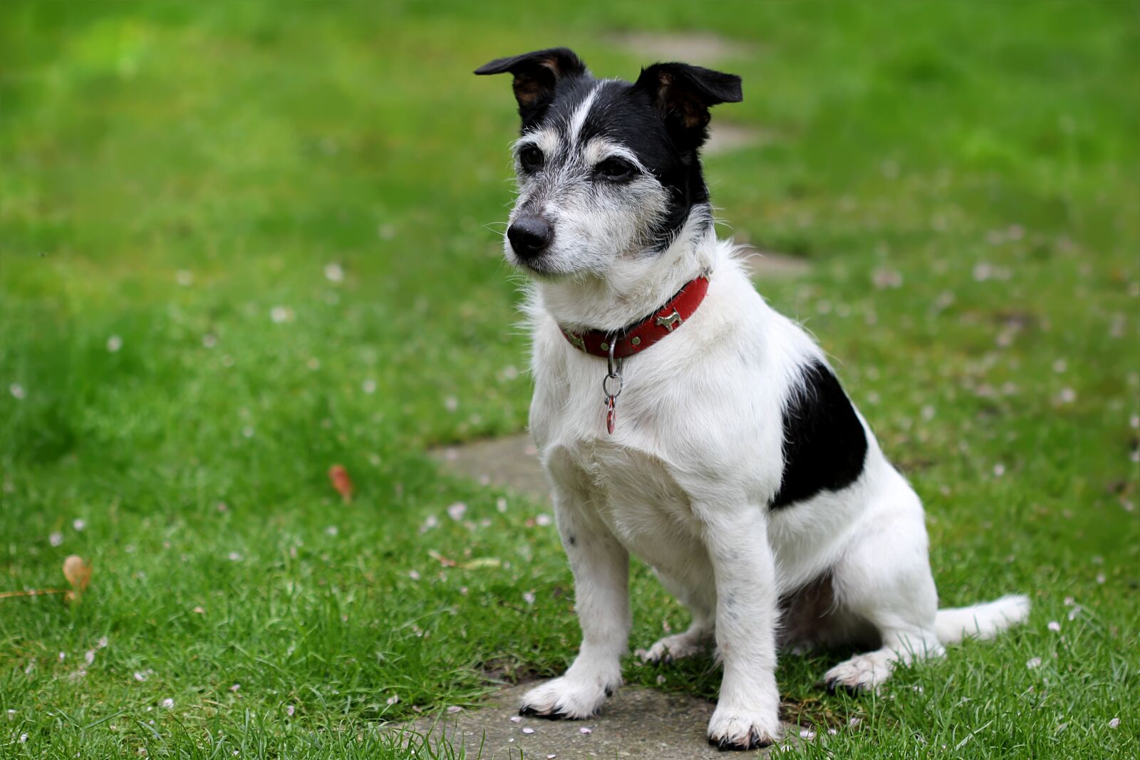 Canon EOS 550D (EOS Rebel T2i / EOS Kiss X4) sample photo. Animal, dog, jack russell photography