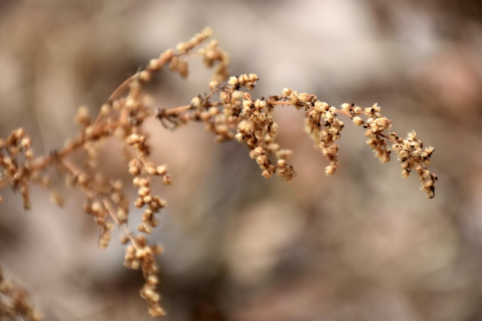 Nikon D7200 sample photo. Outdoor, nature, winter photography