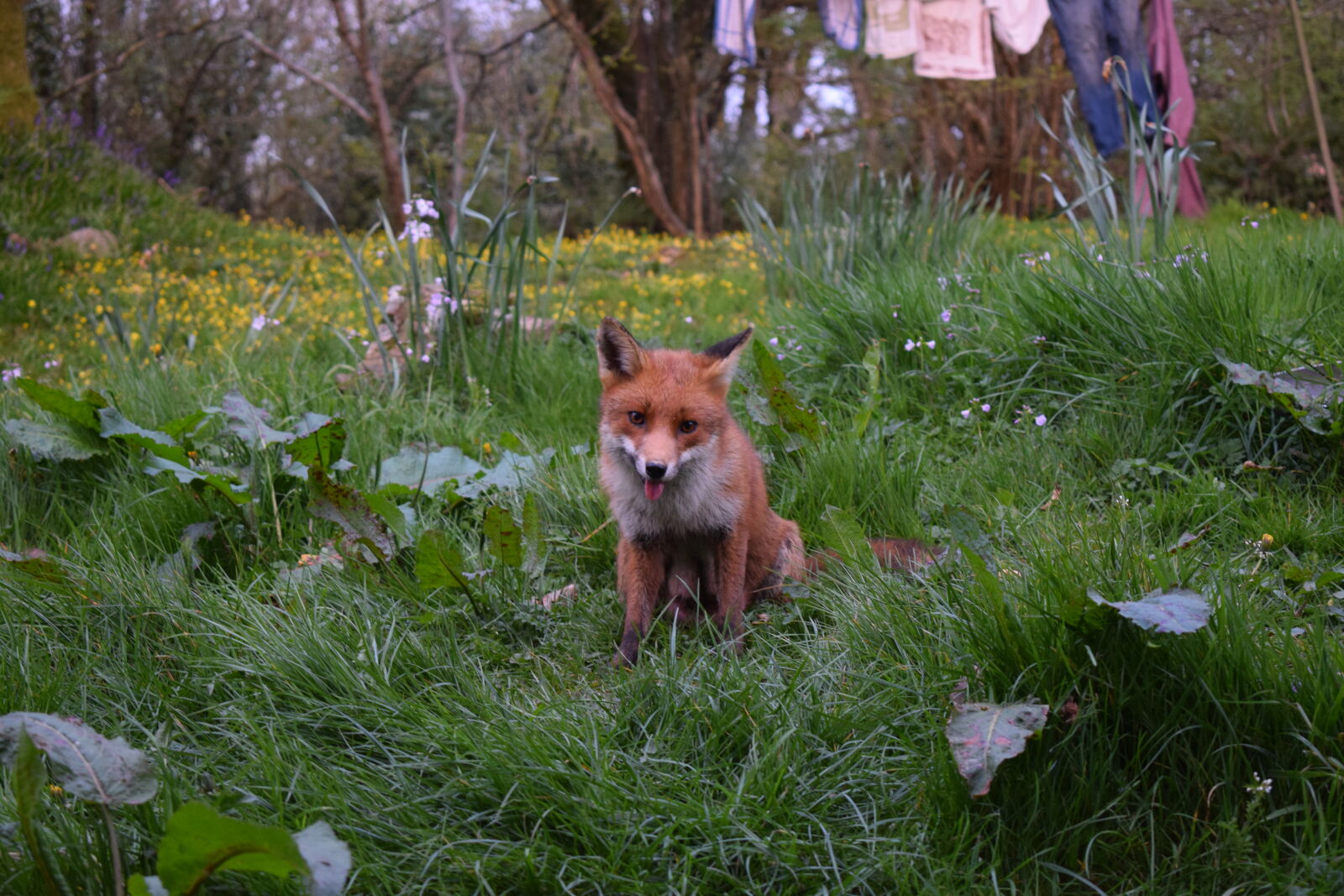 Nikon D3300 sample photo. Animal, cute, fox photography