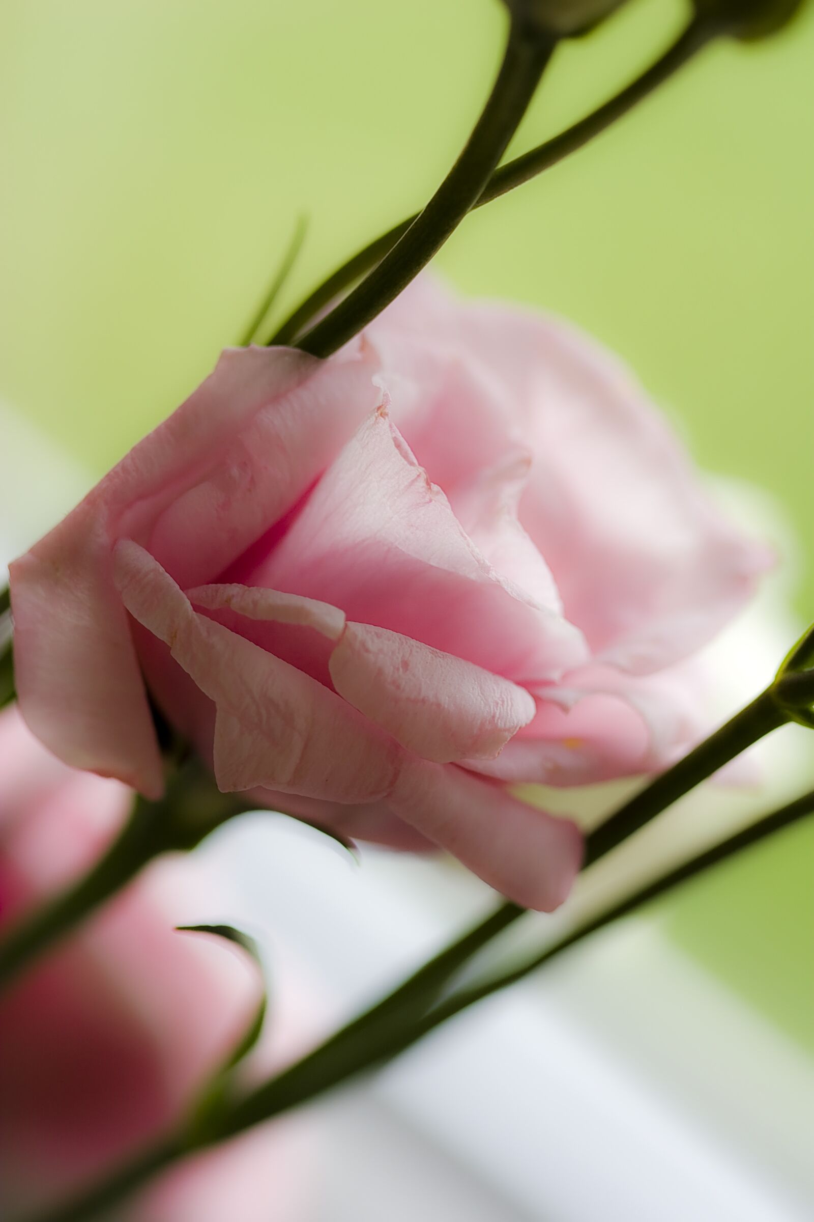 Canon EOS 20D sample photo. Rose, pink, leaf photography