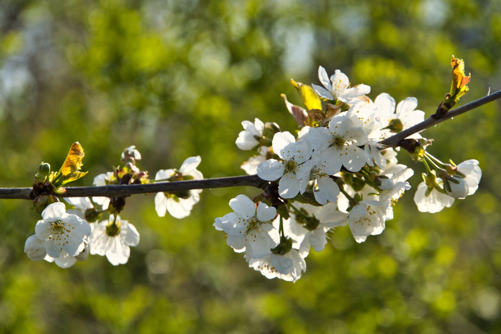 Sony a6400 sample photo. Flowers, bush, spring photography