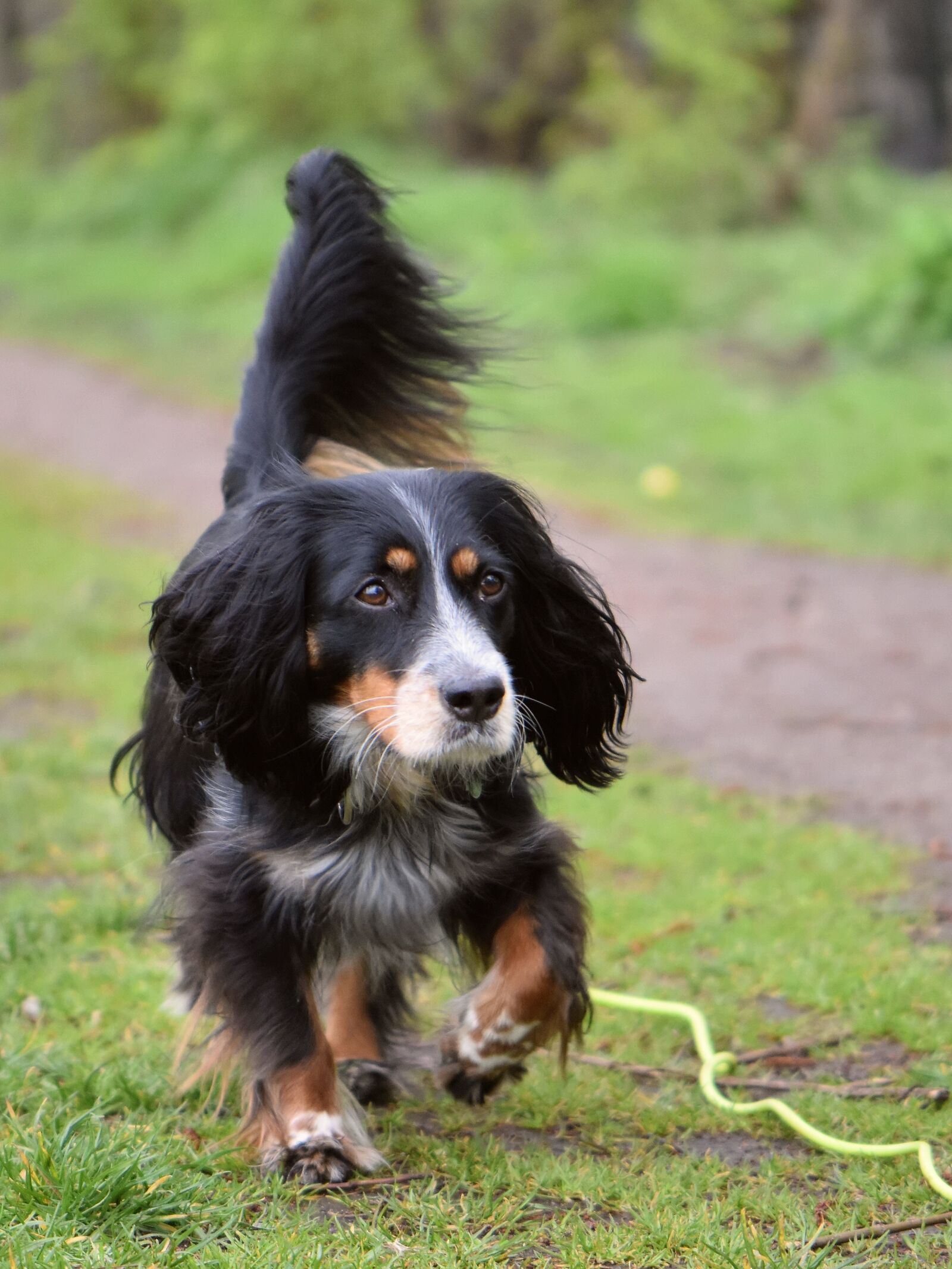 Nikon D5600 sample photo. Dog, close up, animal photography