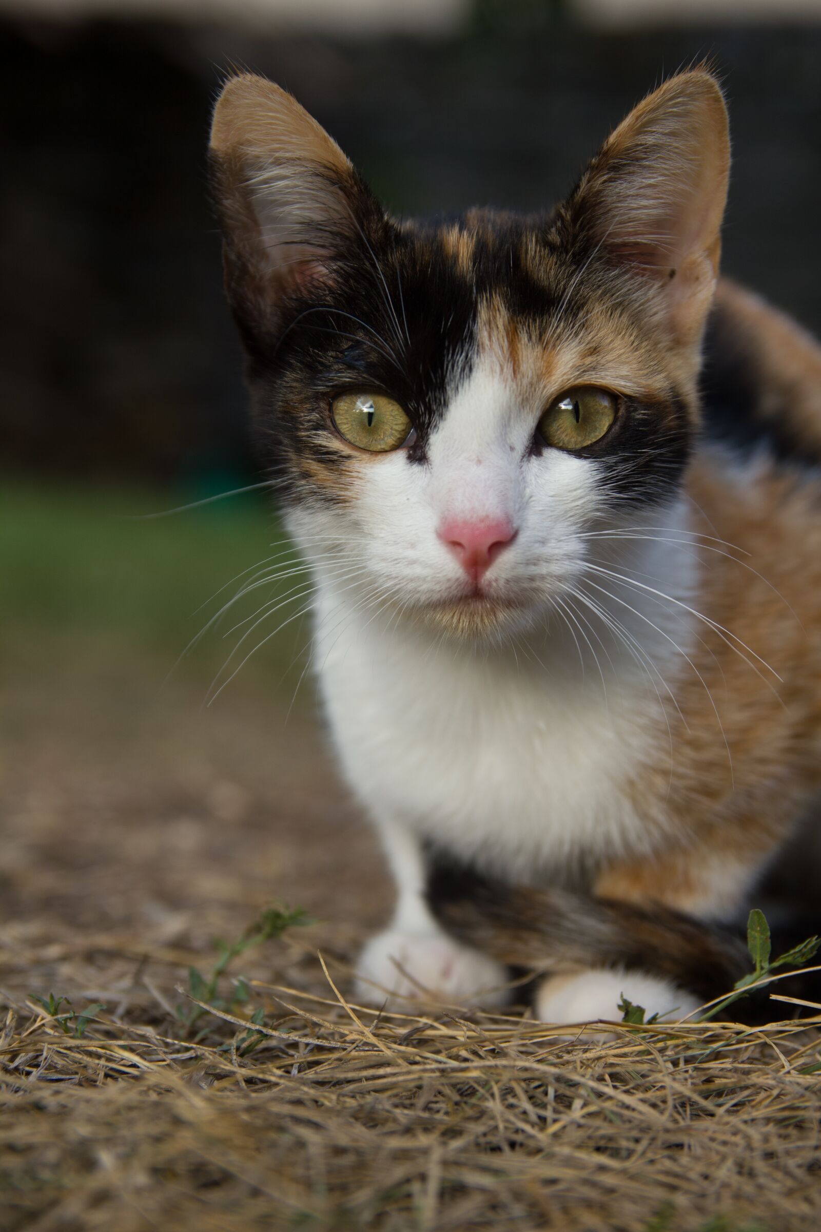 Canon EOS 550D (EOS Rebel T2i / EOS Kiss X4) sample photo. Cat, animal, pets photography
