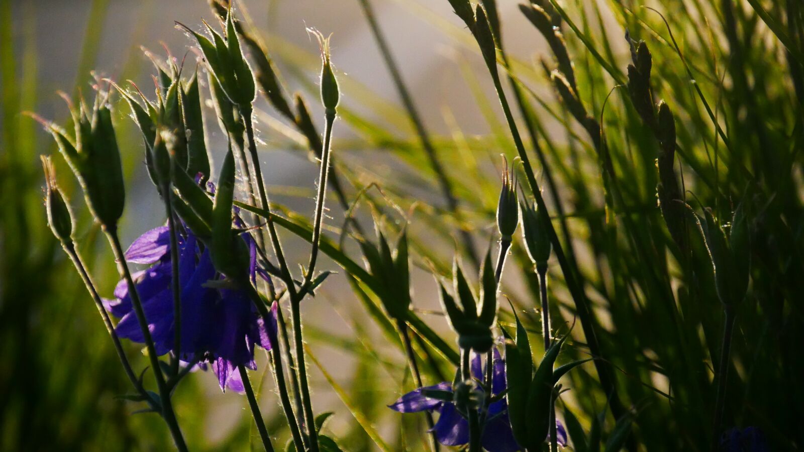 Panasonic Lumix DMC-G85 (Lumix DMC-G80) sample photo. Flower, flowers, vote photography