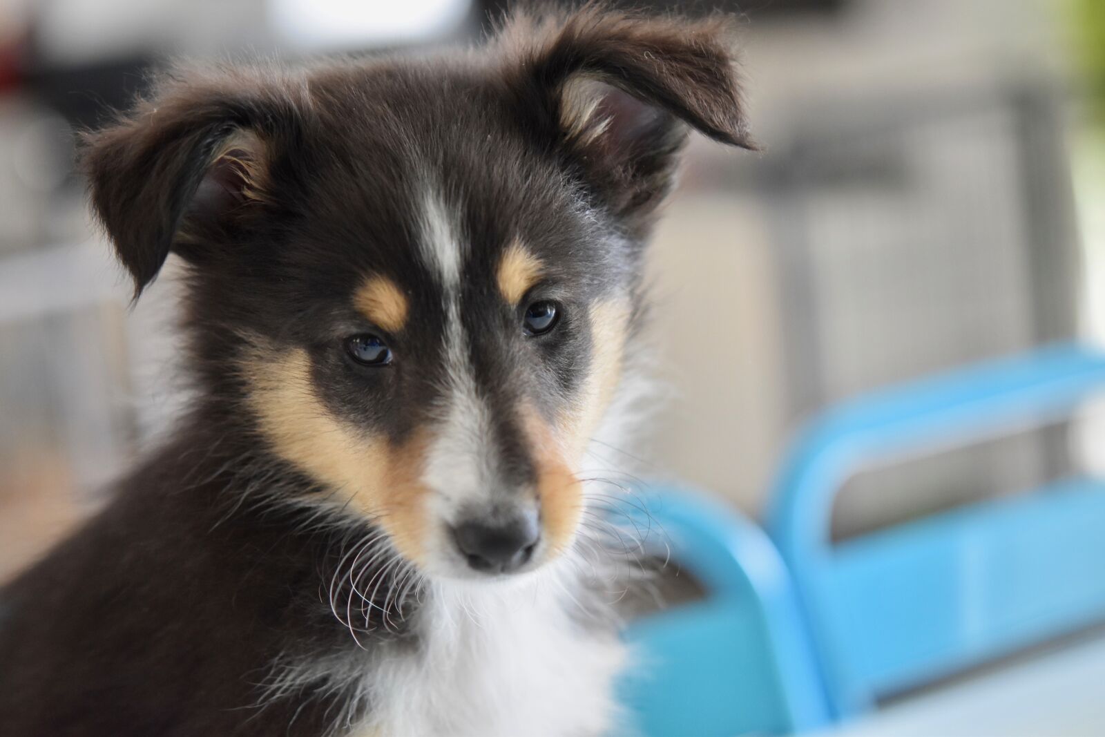 Nikon D5600 sample photo. Dog, shetland sheepdog, puppy photography