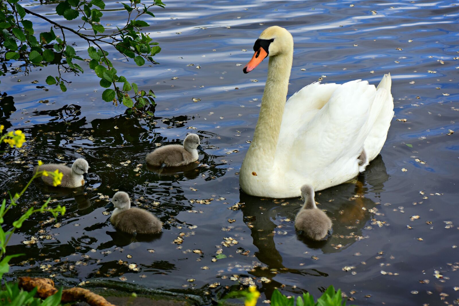 Nikon D750 sample photo. Swan, waterbird, animal photography