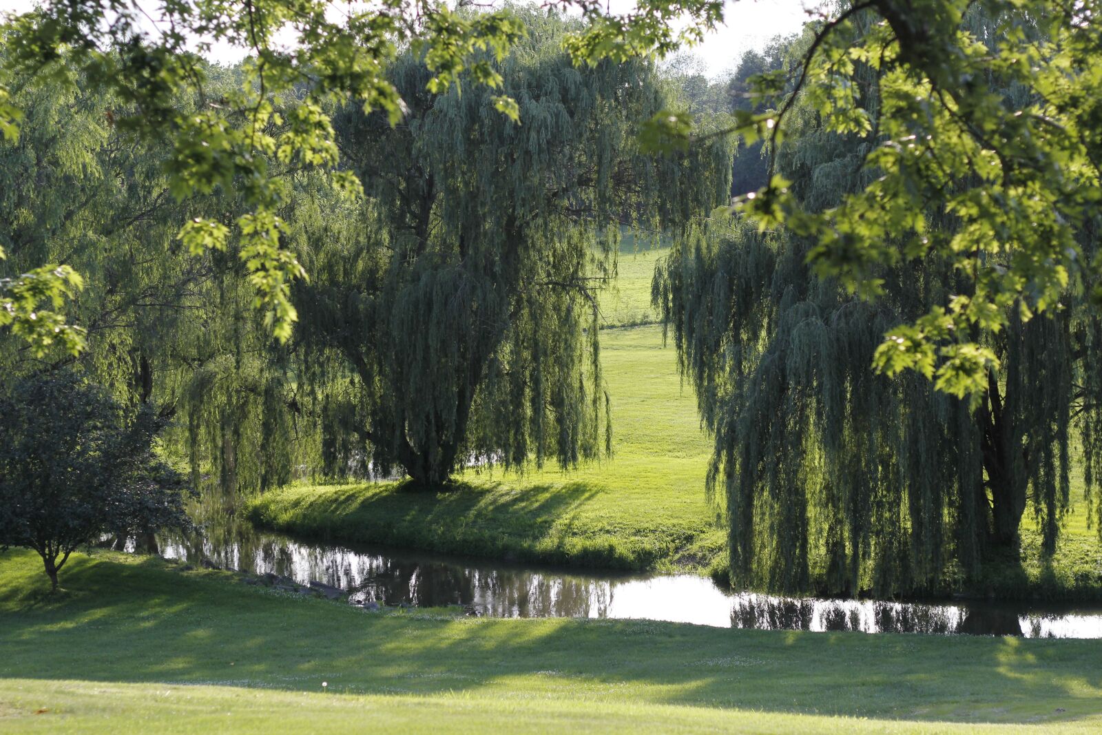 Canon EOS 60D + Canon EF 50mm F1.8 II sample photo. Weeping willows, willows, stream photography