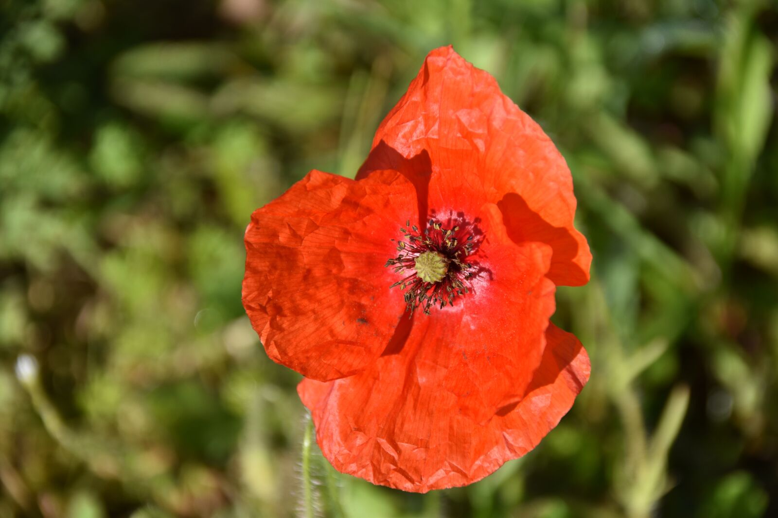 Nikon D5600 sample photo. Flower, poppy, wild flower photography