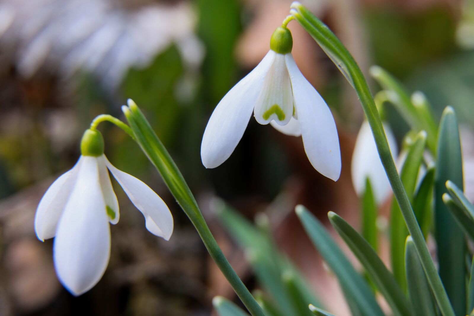 Canon EOS 5D Mark IV sample photo. Snowdrop, kikelet pansio, spring photography