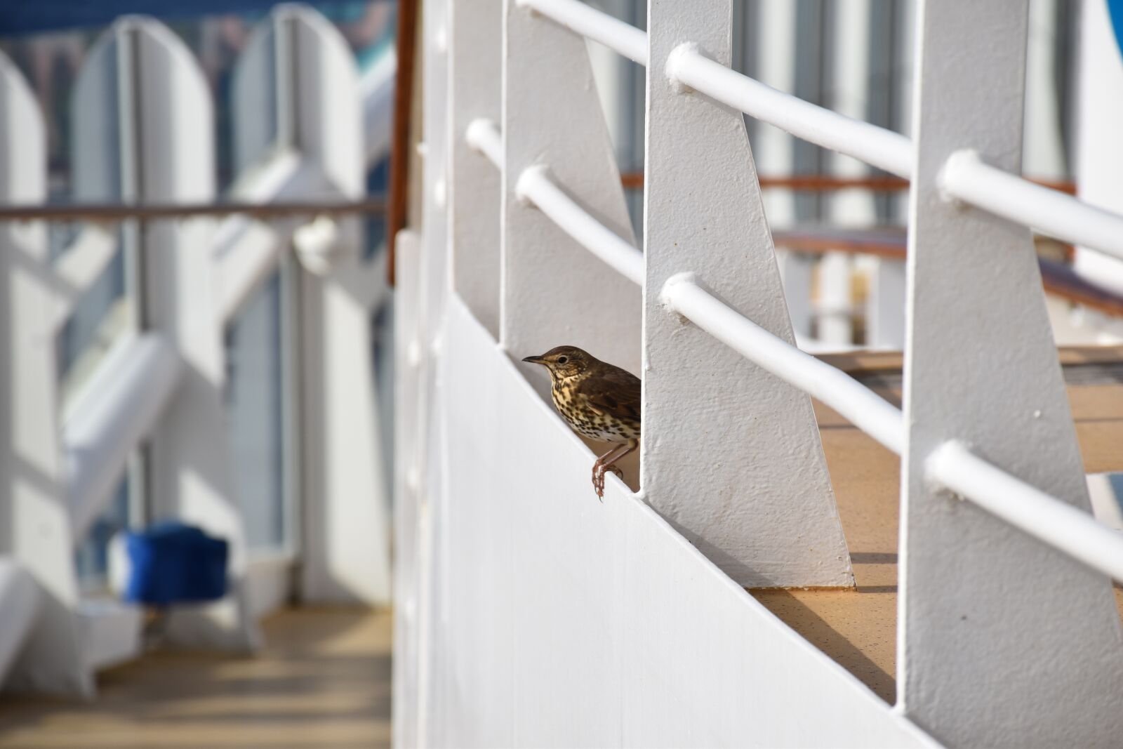 Nikon D5500 sample photo. Little bird, animal, animal photography