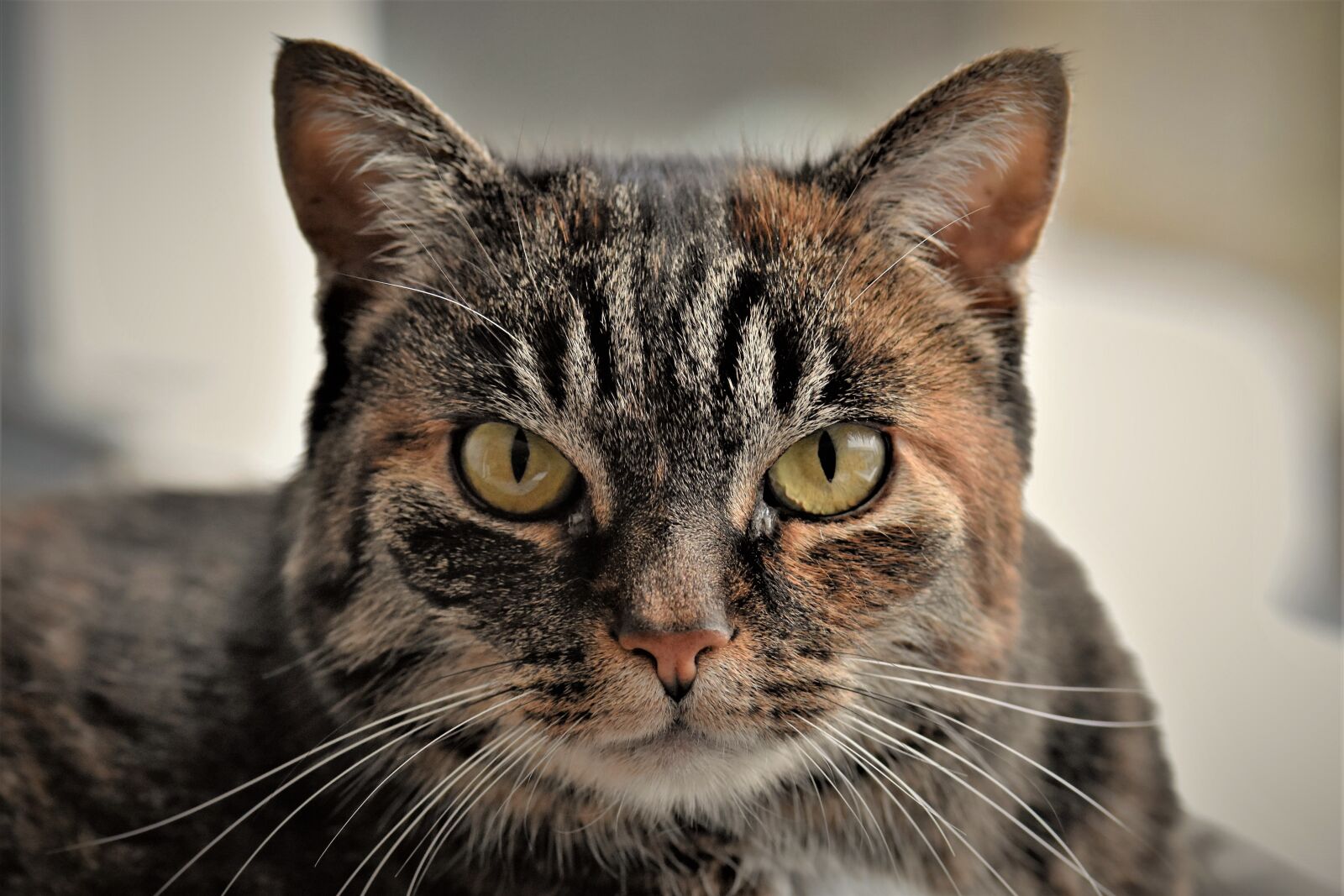 Nikon D5500 sample photo. Cat, mackerel, domestic cat photography