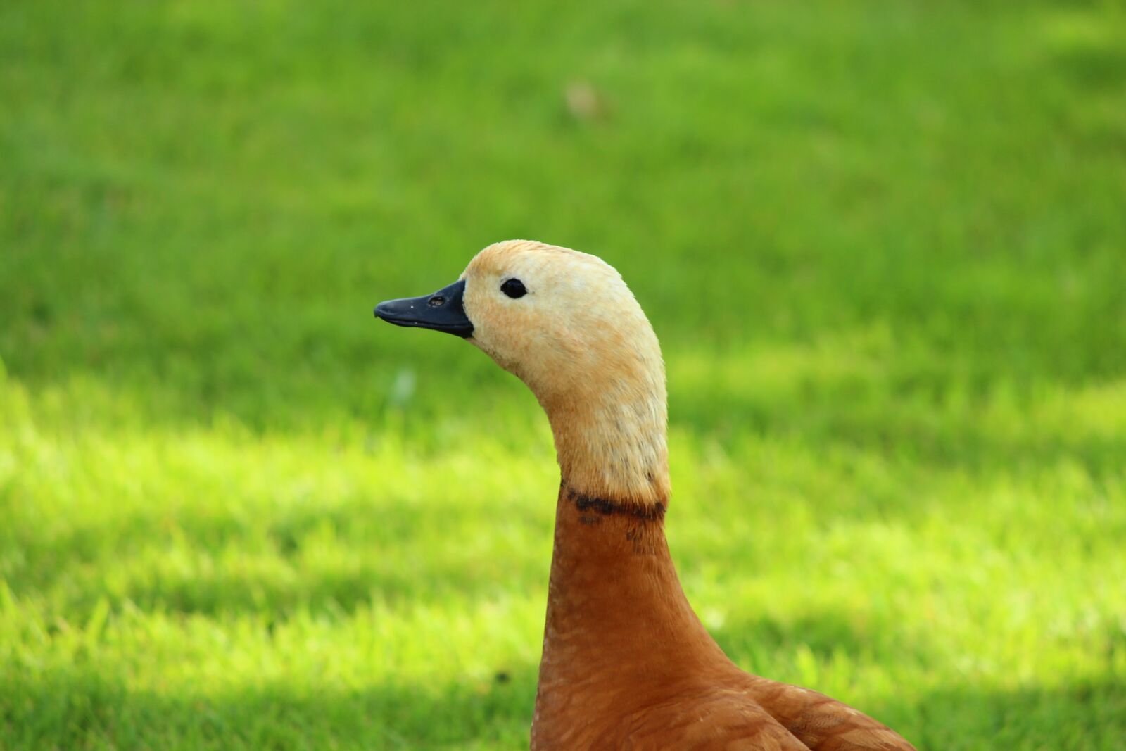 Canon EF-S 55-250mm F4-5.6 IS II sample photo. Duck, cute, flawless photography