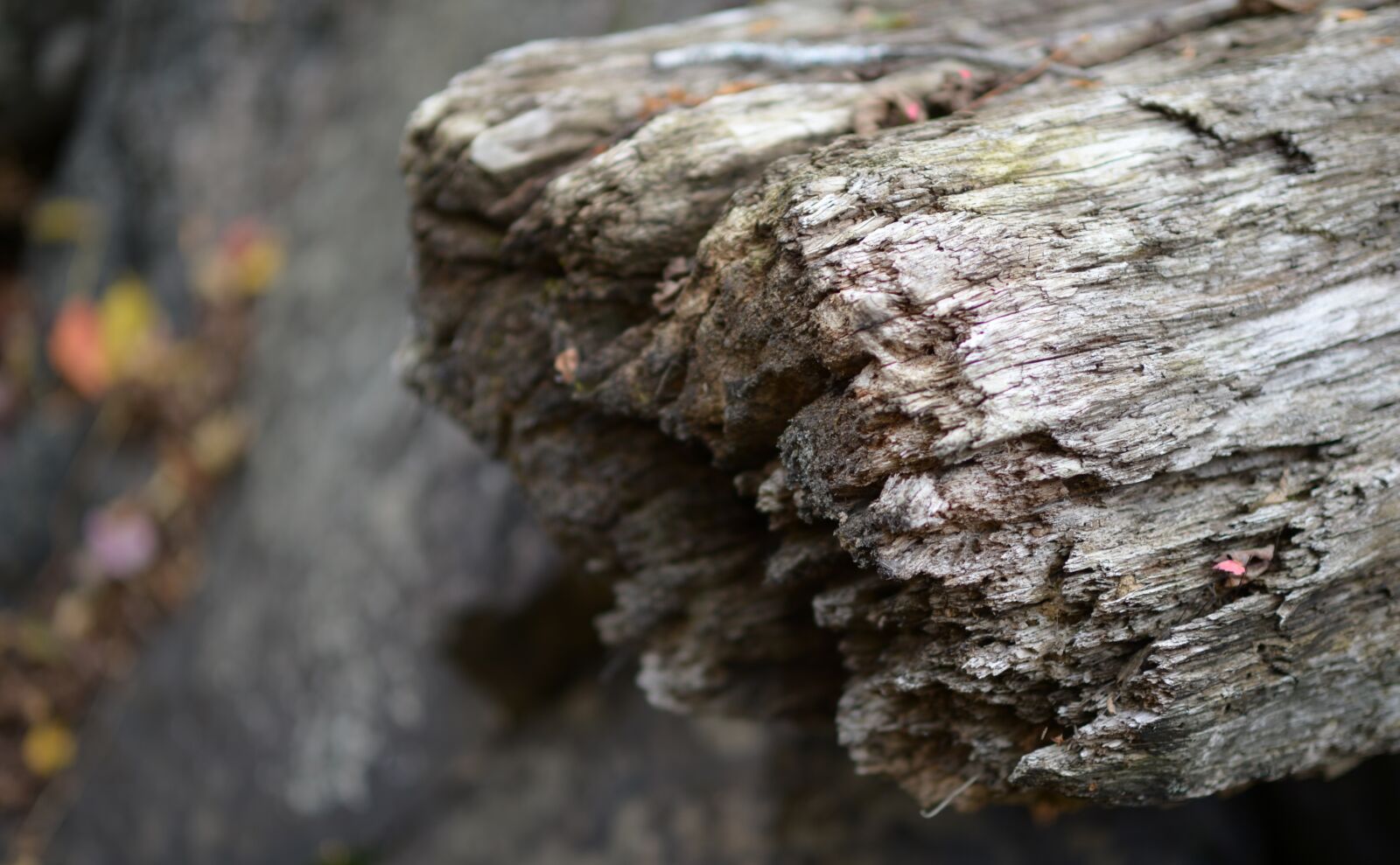 Nikon D4 sample photo. Wood, timber, decay photography