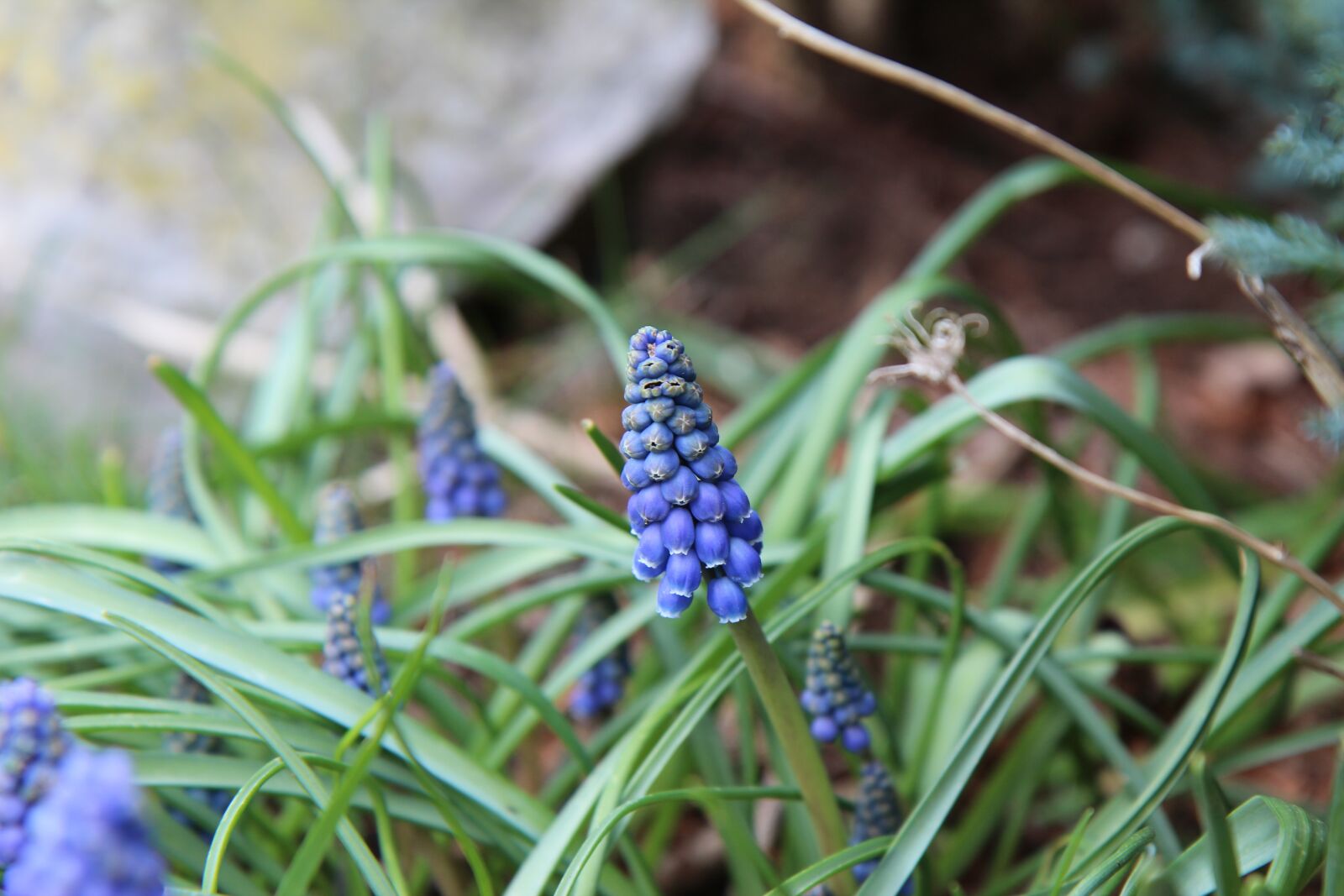 Canon EOS 600D (Rebel EOS T3i / EOS Kiss X5) sample photo. Muscari, bulb, blue photography