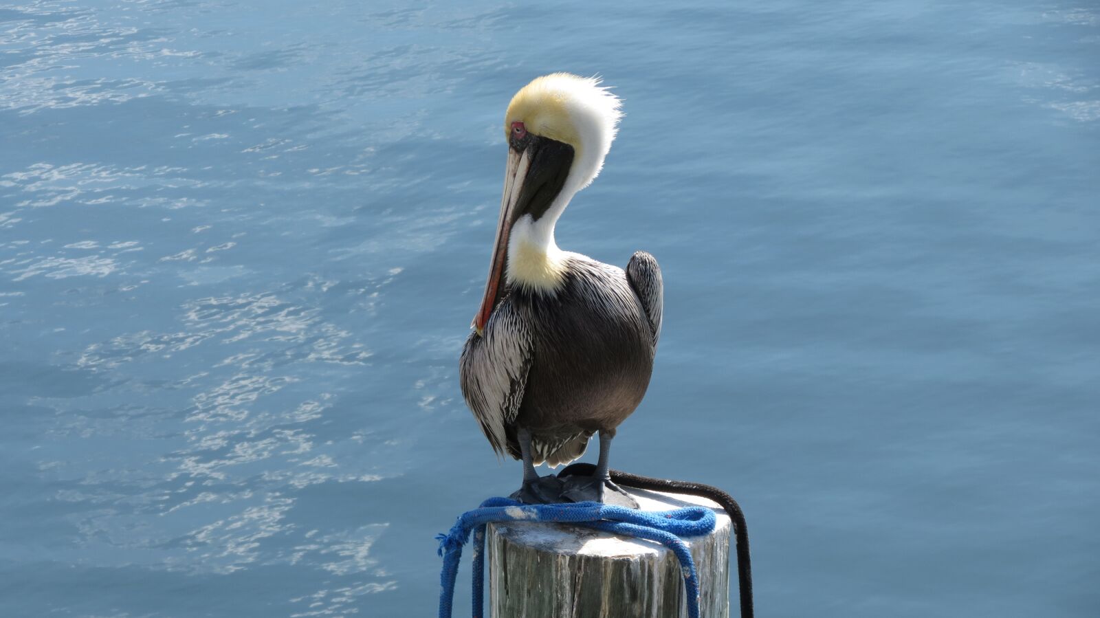 Canon PowerShot SX40 HS sample photo. Pelican, florida, keys photography