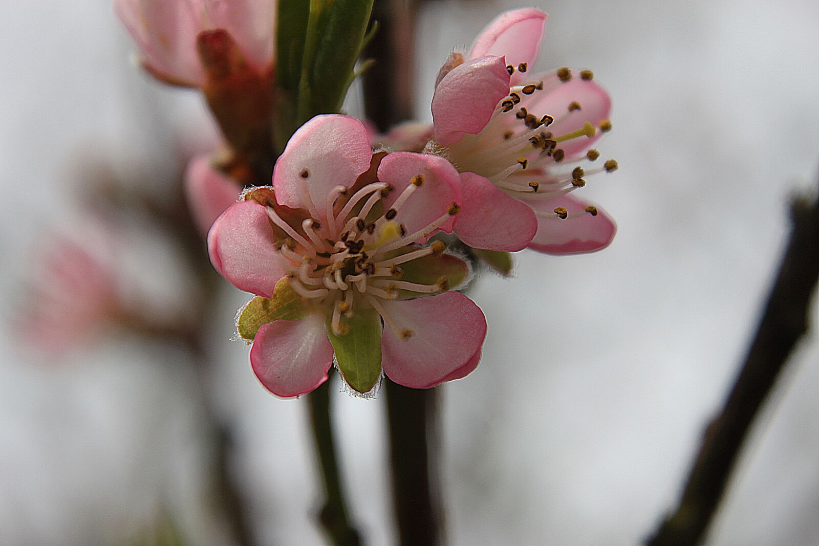 Canon EOS 500D (EOS Rebel T1i / EOS Kiss X3) sample photo. Flower, blossom, bloom photography
