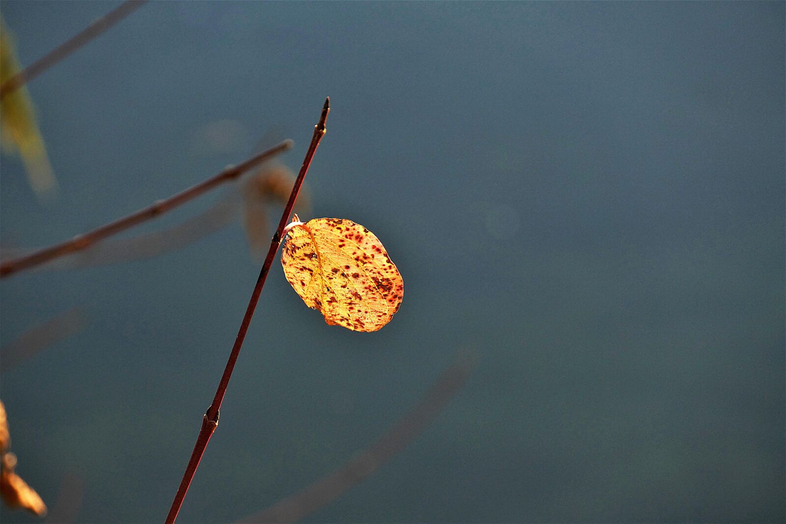 Panasonic Lumix DMC-FZ1000 sample photo. Leaf, discolored, branch photography