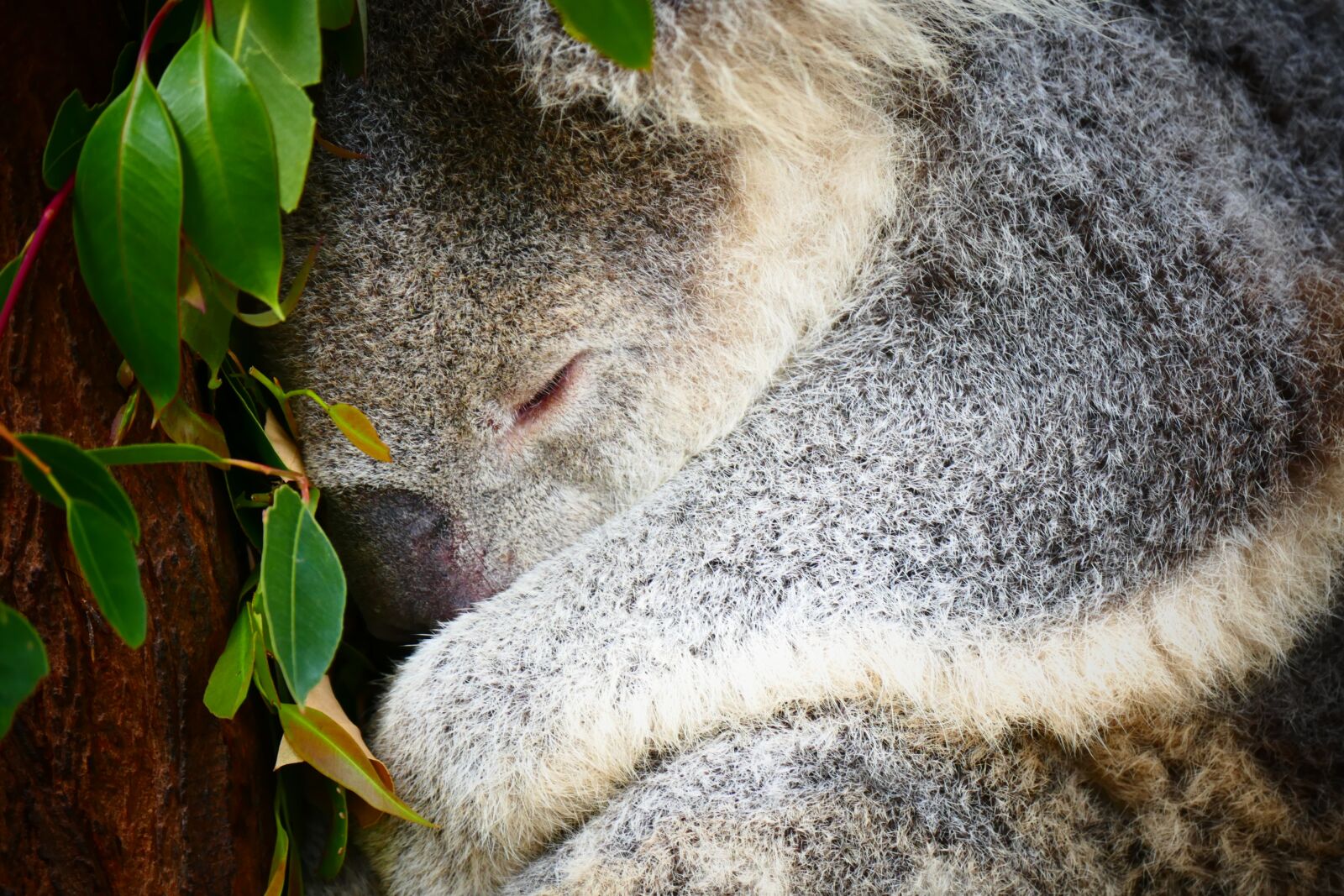 Panasonic Lumix DMC-FZ1000 sample photo. Koala, australia, sleep photography
