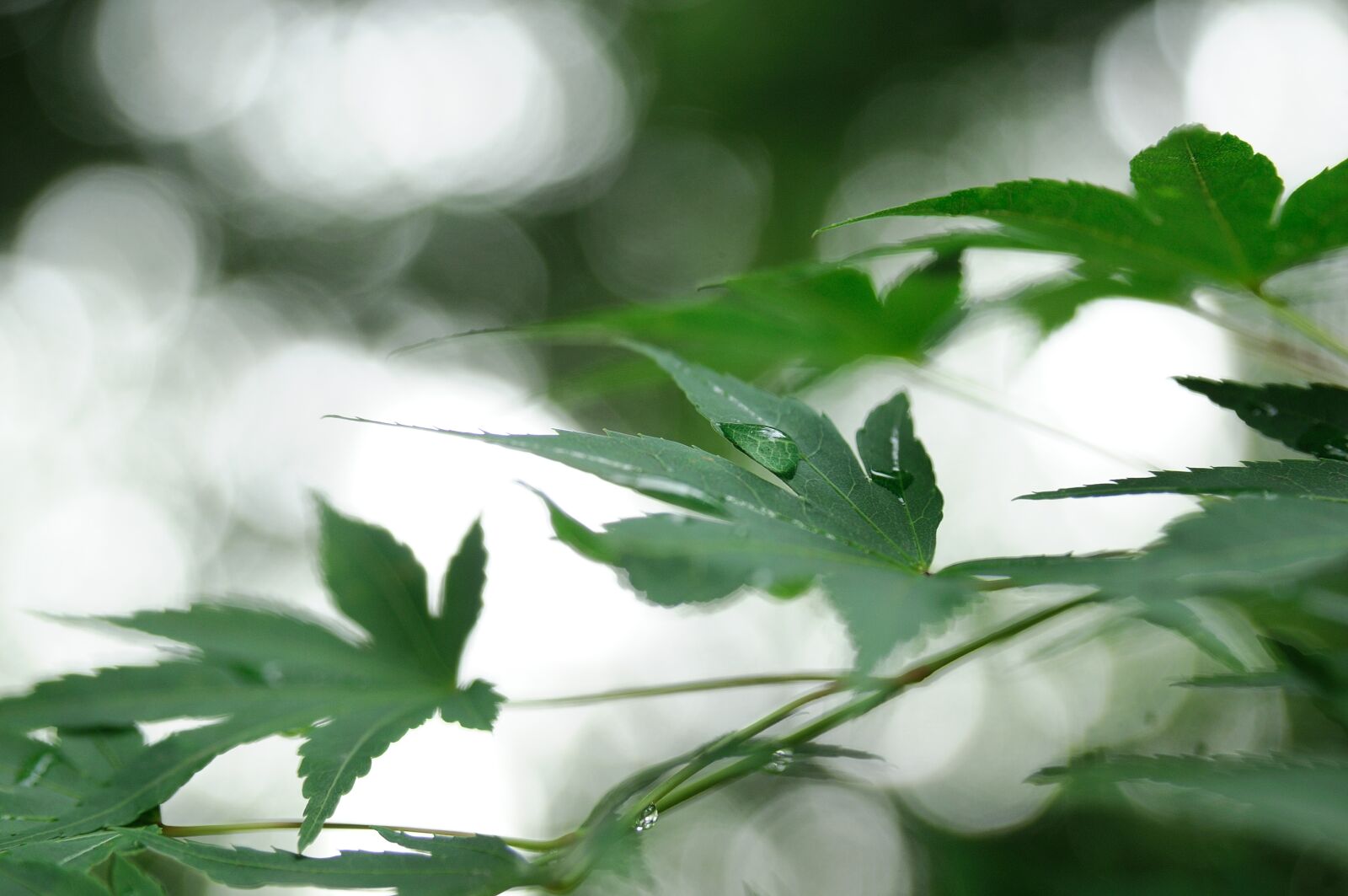 Nikon D300 sample photo. Nature, the leaves, abstract photography