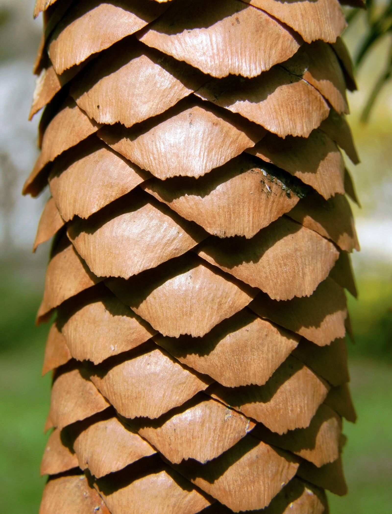 Fujifilm FinePix S100fs sample photo. Cone, pine, crop photography