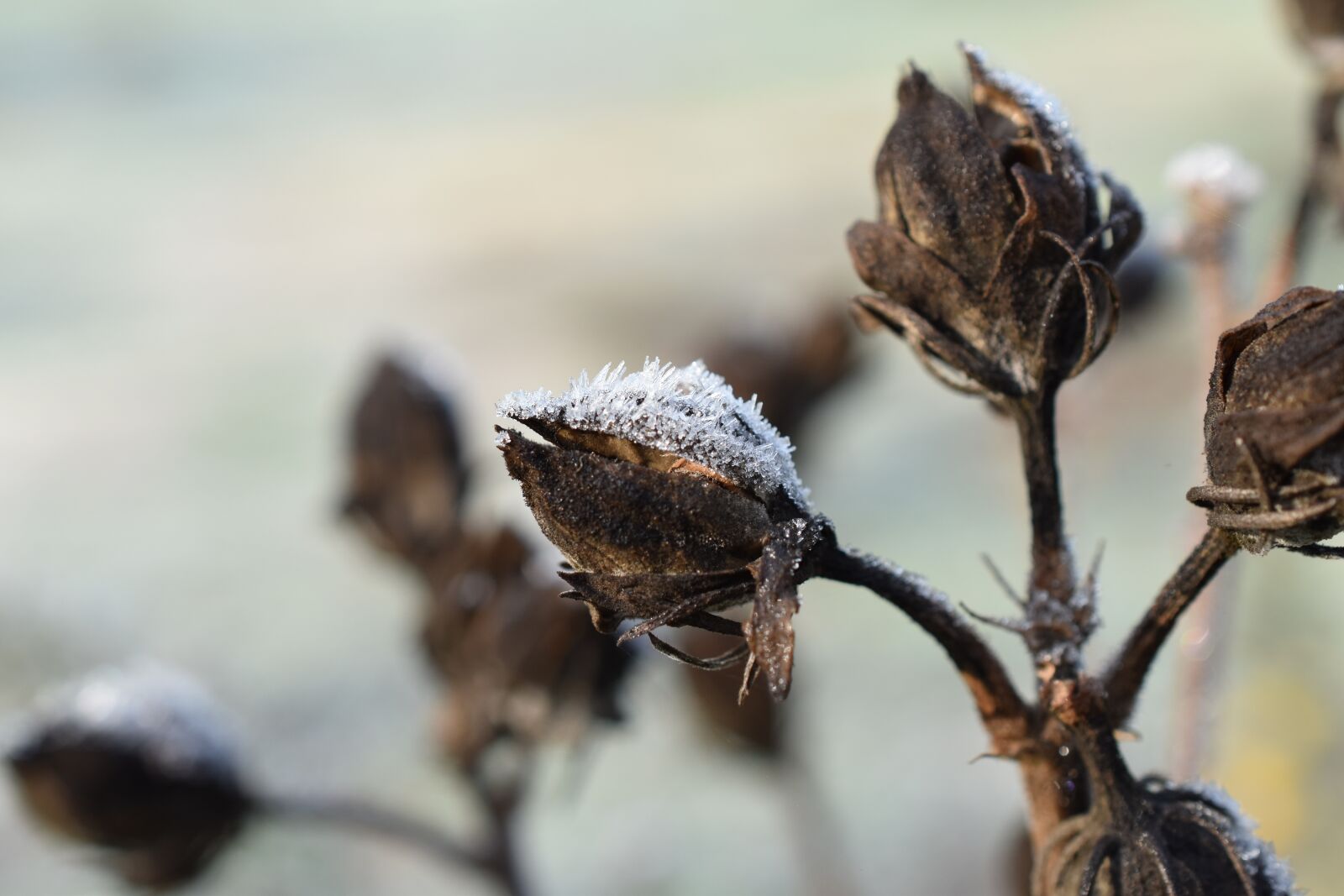 Nikon D5600 sample photo. Plant, gel, winter photography