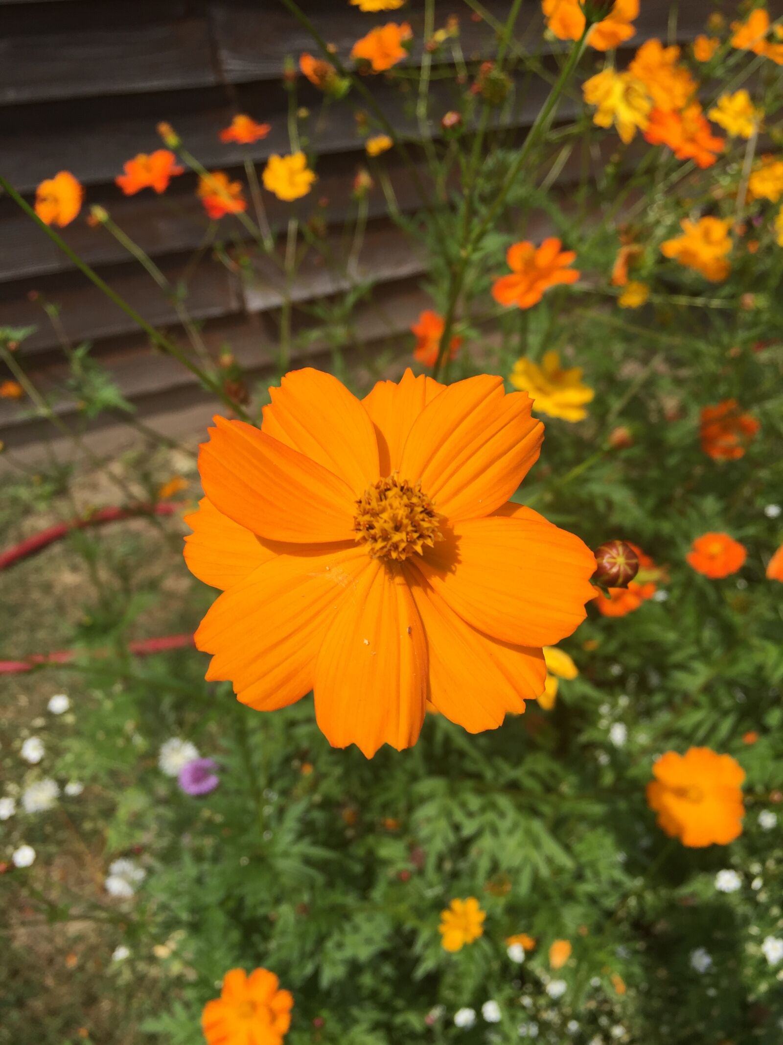 iPhone 6 back camera 4.15mm f/2.2 sample photo. Orange, flower photography