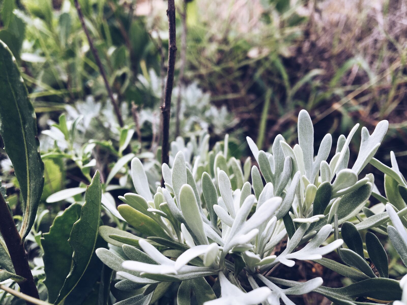 Apple iPhone 6s sample photo. Plant, flowers and plants photography