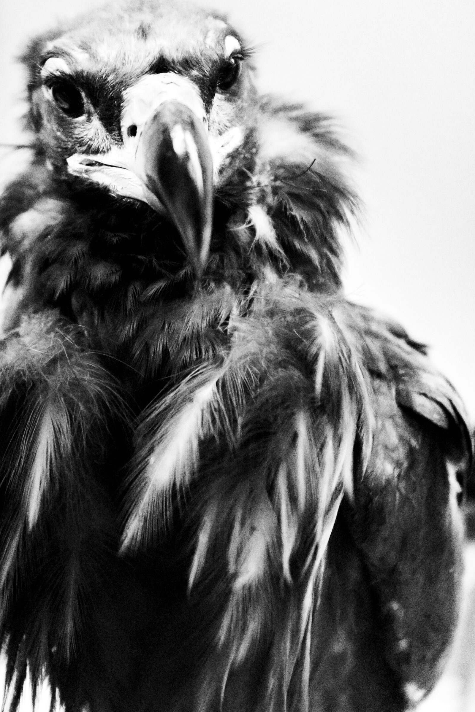 Canon EOS 5D Mark IV + Canon EF 16-35mm F2.8L USM sample photo. Vulture, bird, feathers photography