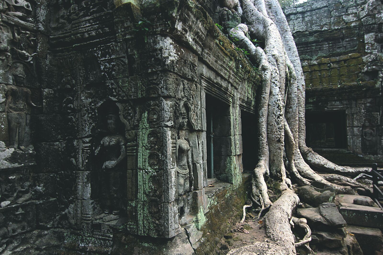 Canon EOS 550D (EOS Rebel T2i / EOS Kiss X4) sample photo. Cambodia, temple, tree photography