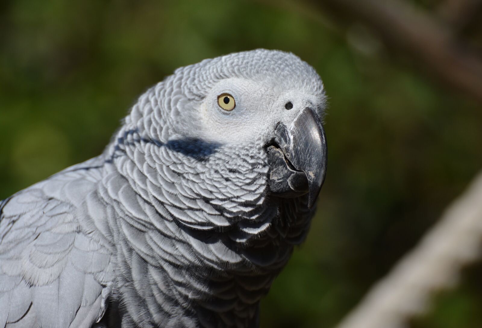 Nikon D5200 sample photo. African grey parrot, parrot photography