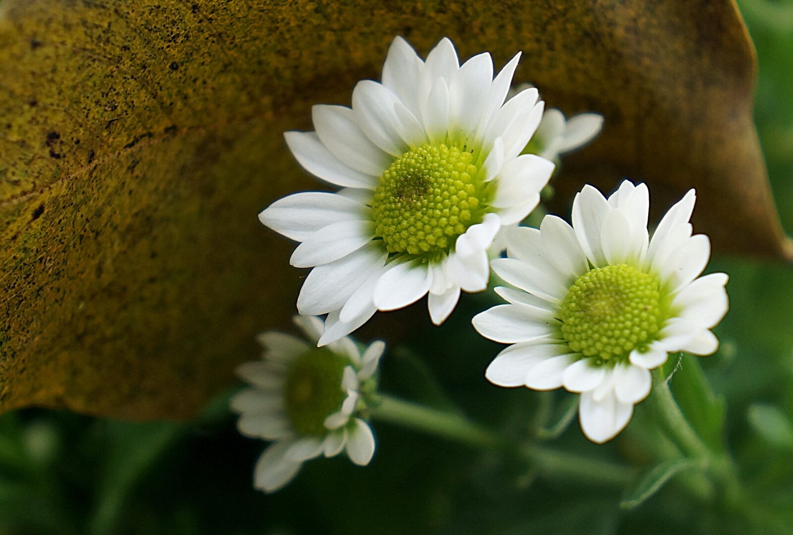Sony Alpha NEX-F3 + Sony E 18-55mm F3.5-5.6 OSS sample photo. Natural, chrysanthemum, white daisies photography