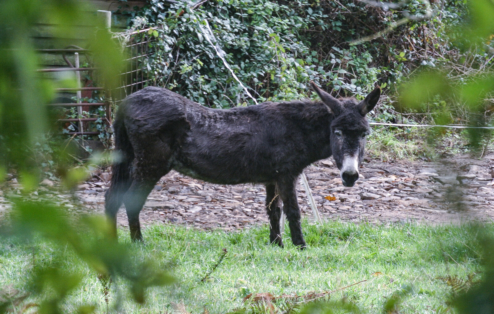 Nikon 1 J1 sample photo. Animal, animal, photography, animals photography
