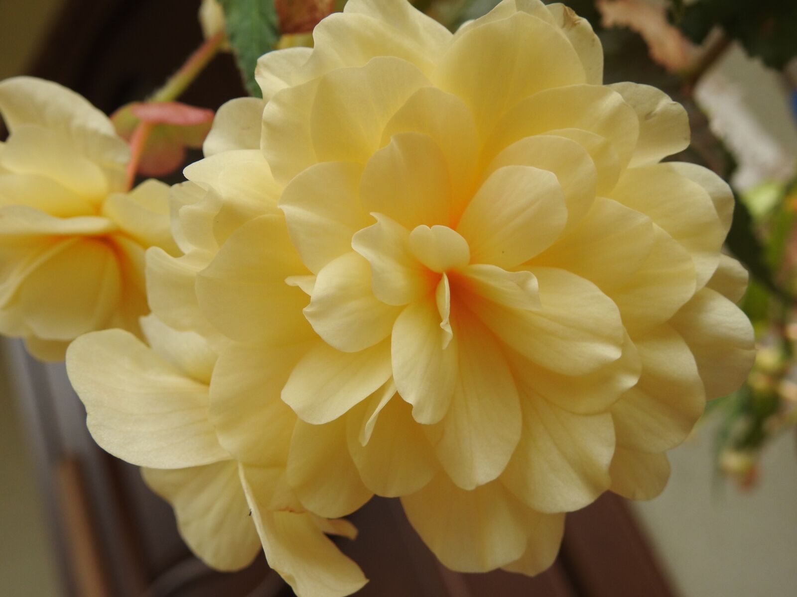 Nikon Coolpix P900 sample photo. Begonia, flower, flowers photography