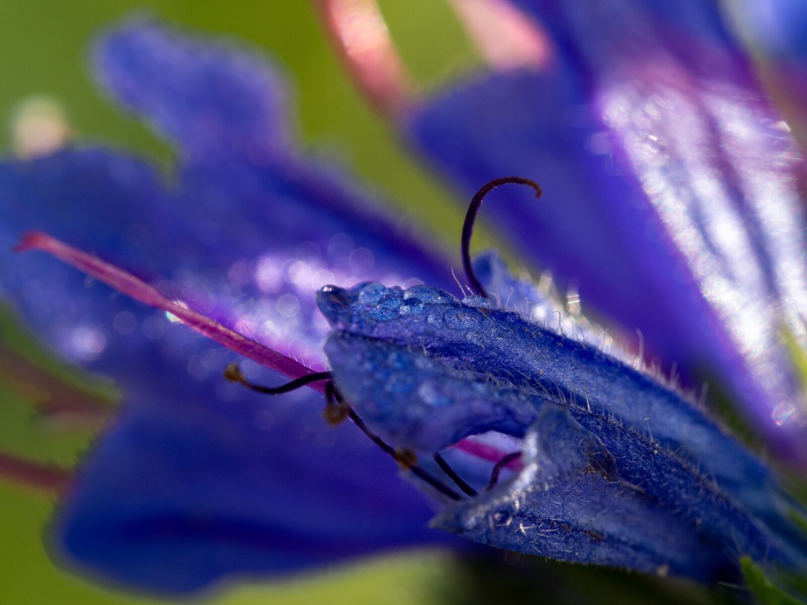 Olympus M.Zuiko Digital ED 60mm F2.8 Macro sample photo. Macro, flower, purple photography
