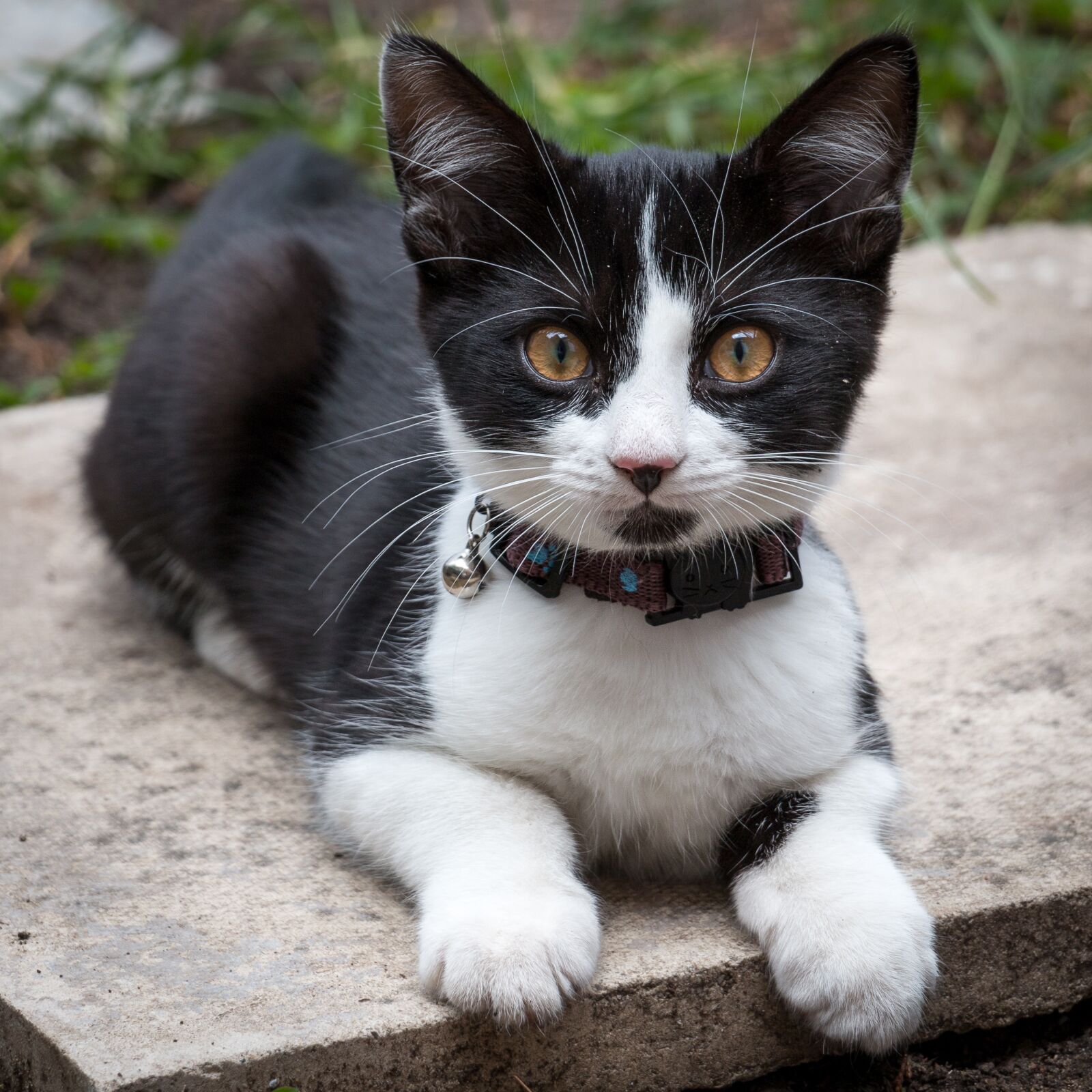 Canon EOS 70D sample photo. Black, white, kitten photography