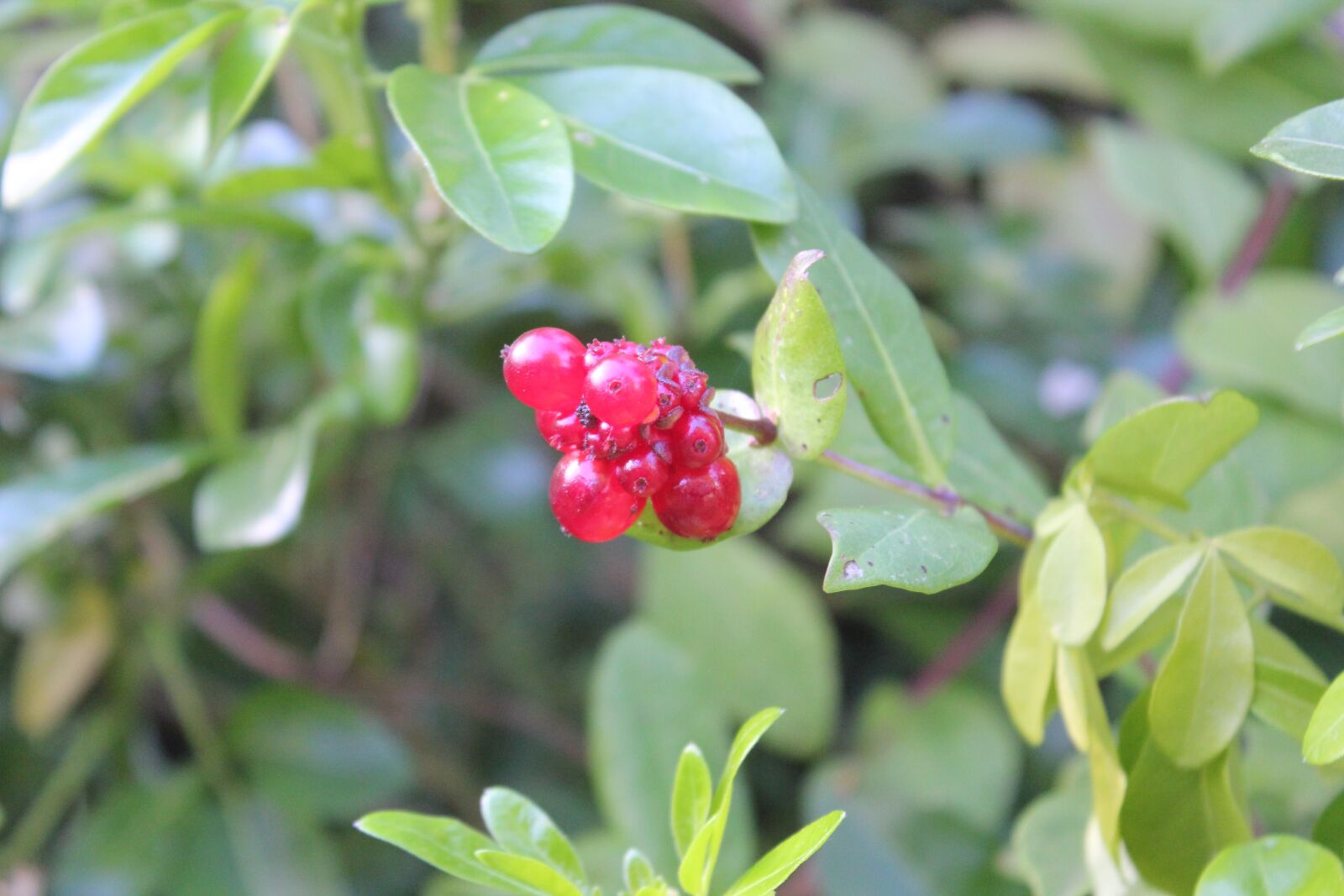 Canon EOS 550D (EOS Rebel T2i / EOS Kiss X4) sample photo. Leaf, nature, berries photography