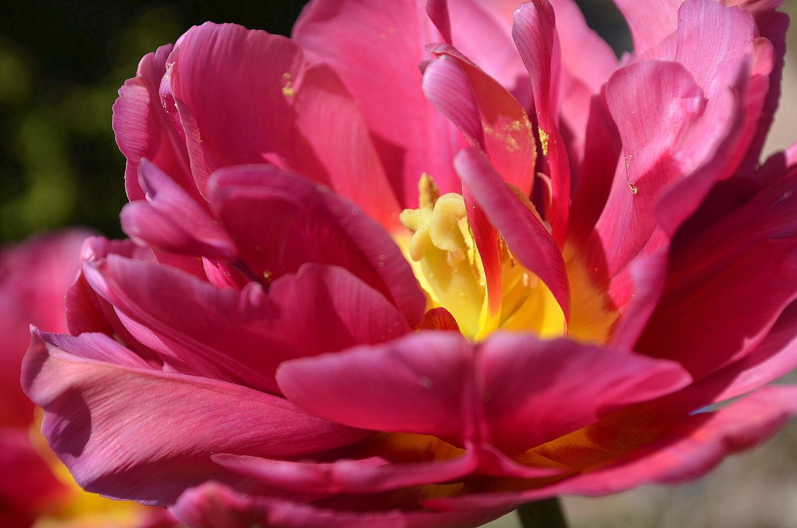 Nikon D5100 sample photo. Tulip, red, pink photography