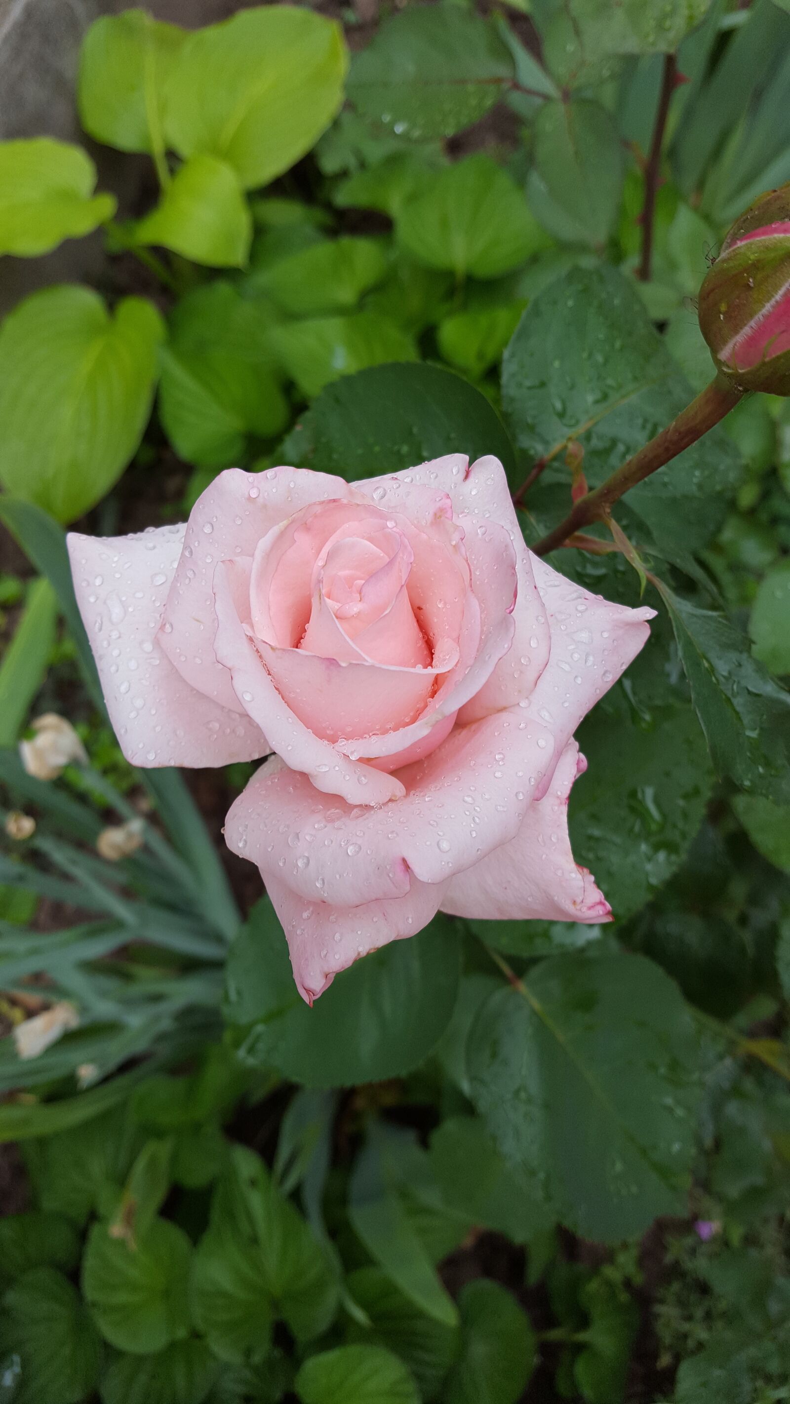 Samsung Galaxy S6 sample photo. Rose, rosas color photography