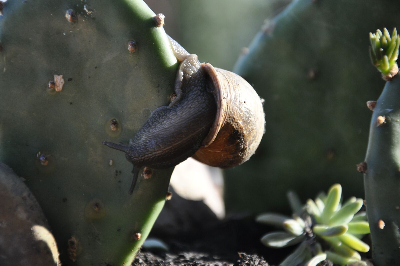 Nikon D90 sample photo. Snail, mollusk, gastropod photography