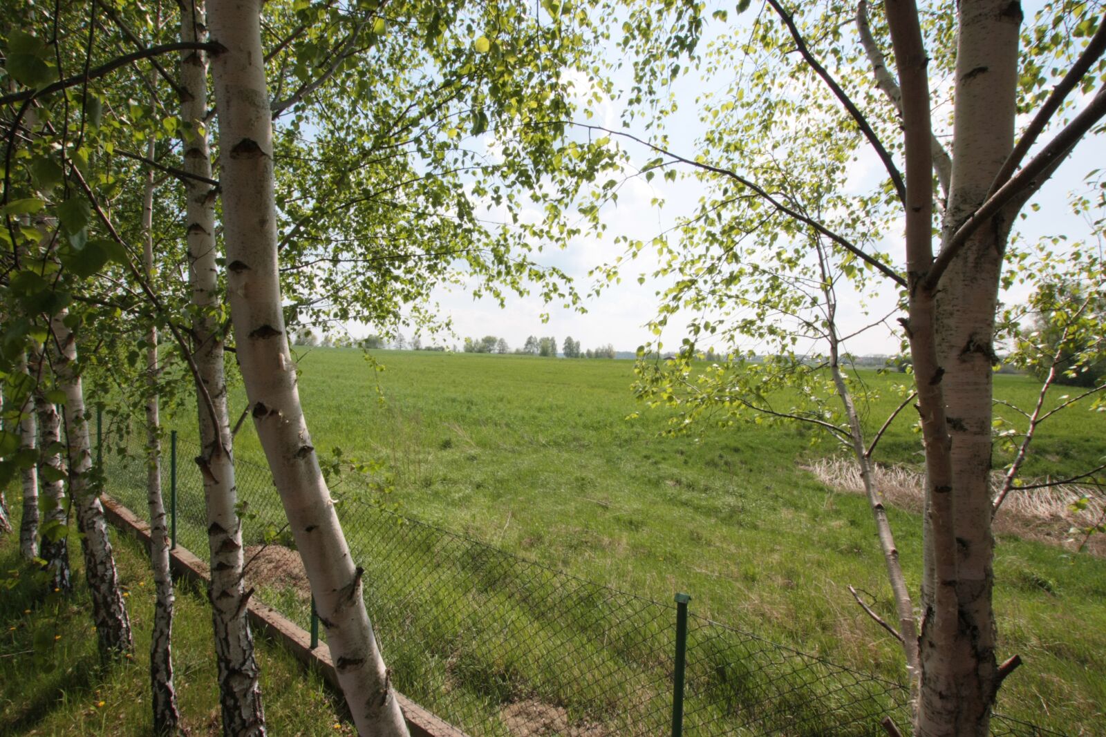 Canon EOS 450D (EOS Rebel XSi / EOS Kiss X2) sample photo. Field, nature, tree photography