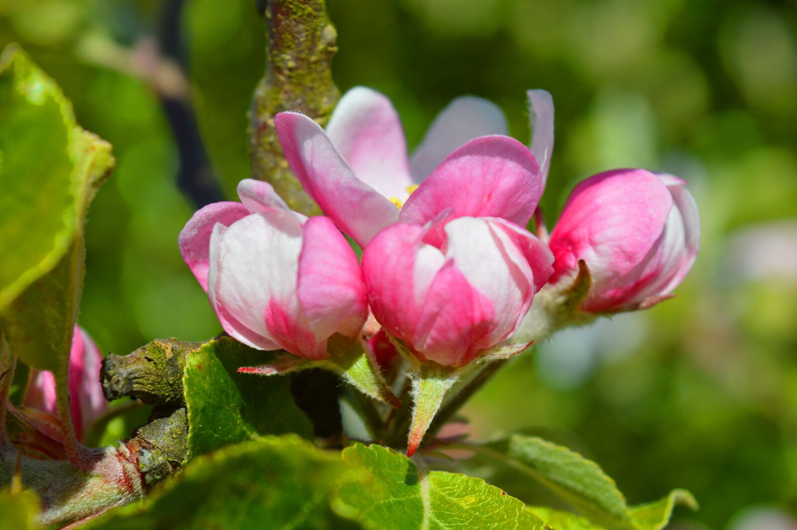 Nikon D3200 sample photo. Apple blossom, spring, close photography