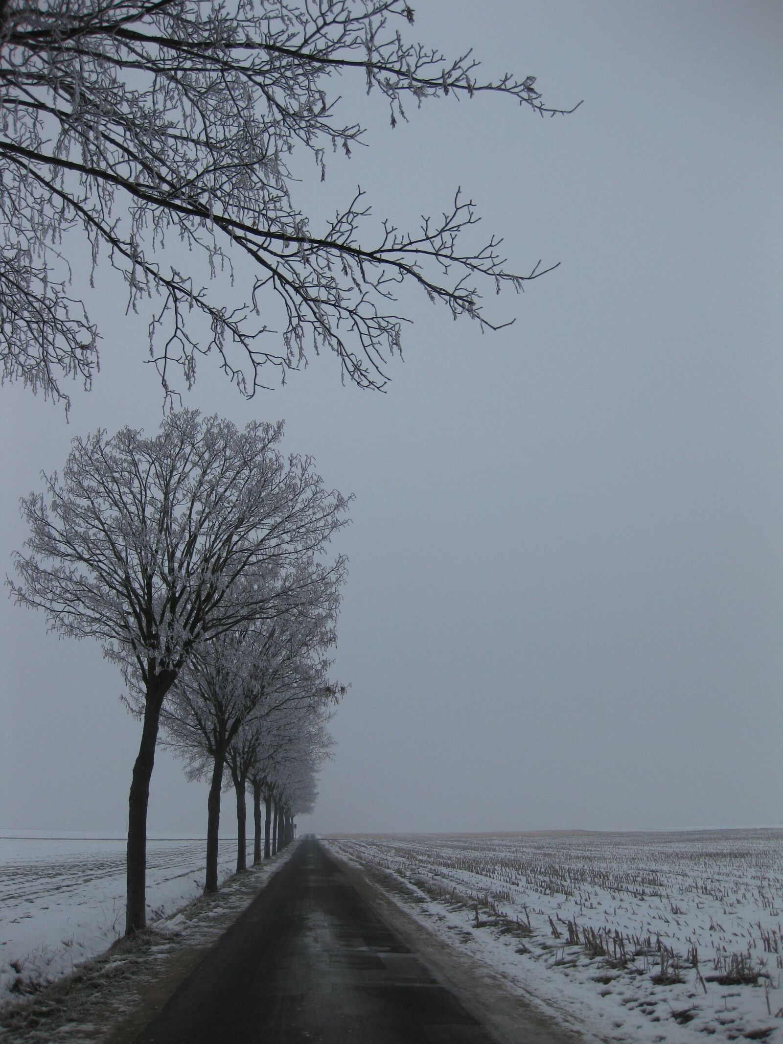 Canon PowerShot SD770 IS (Digital IXUS 85 IS / IXY Digital 25 IS) sample photo. Winter landscape, trees, snow photography
