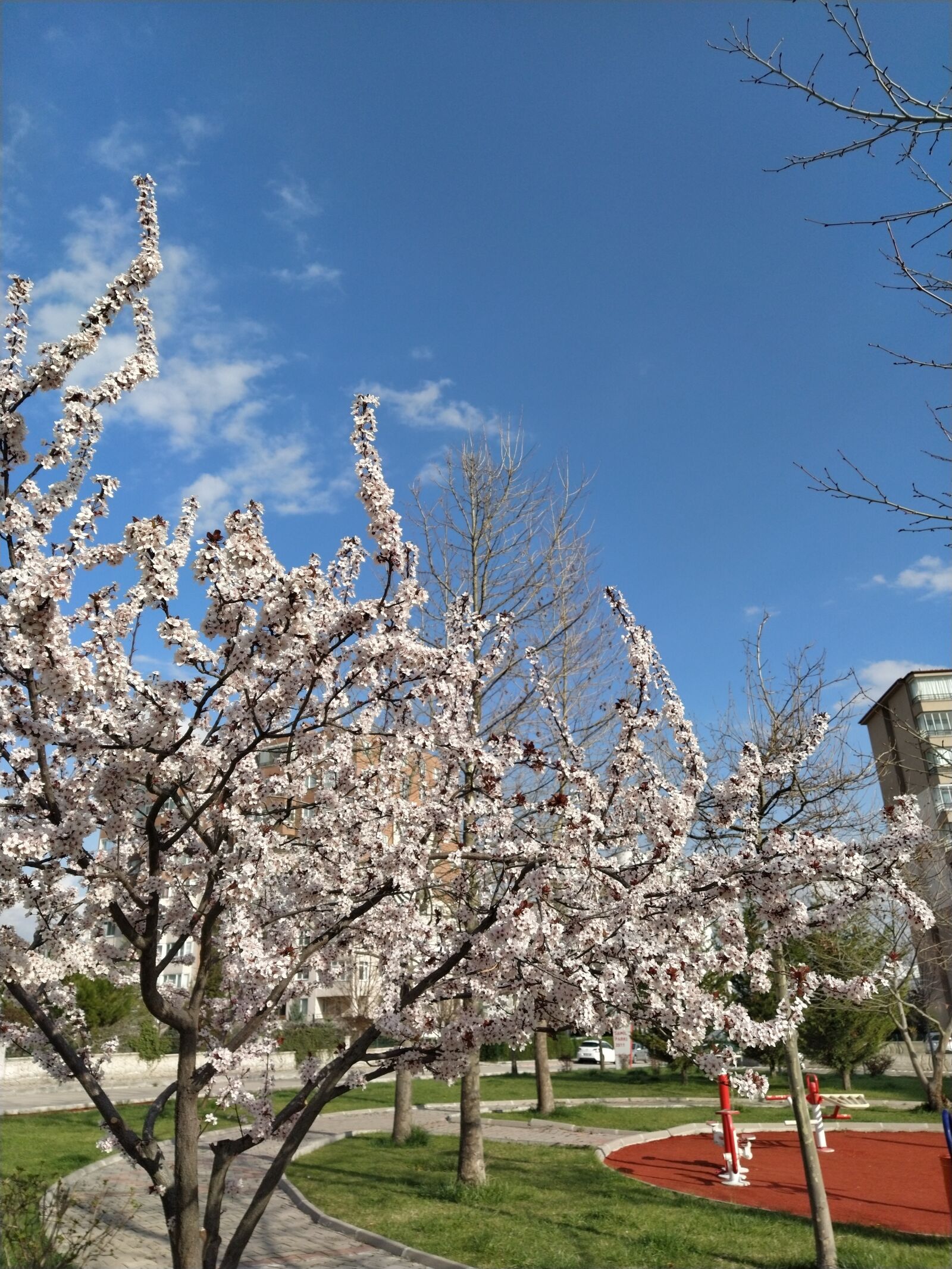Xiaomi Mi A3 sample photo. Spring, flower, nature photography