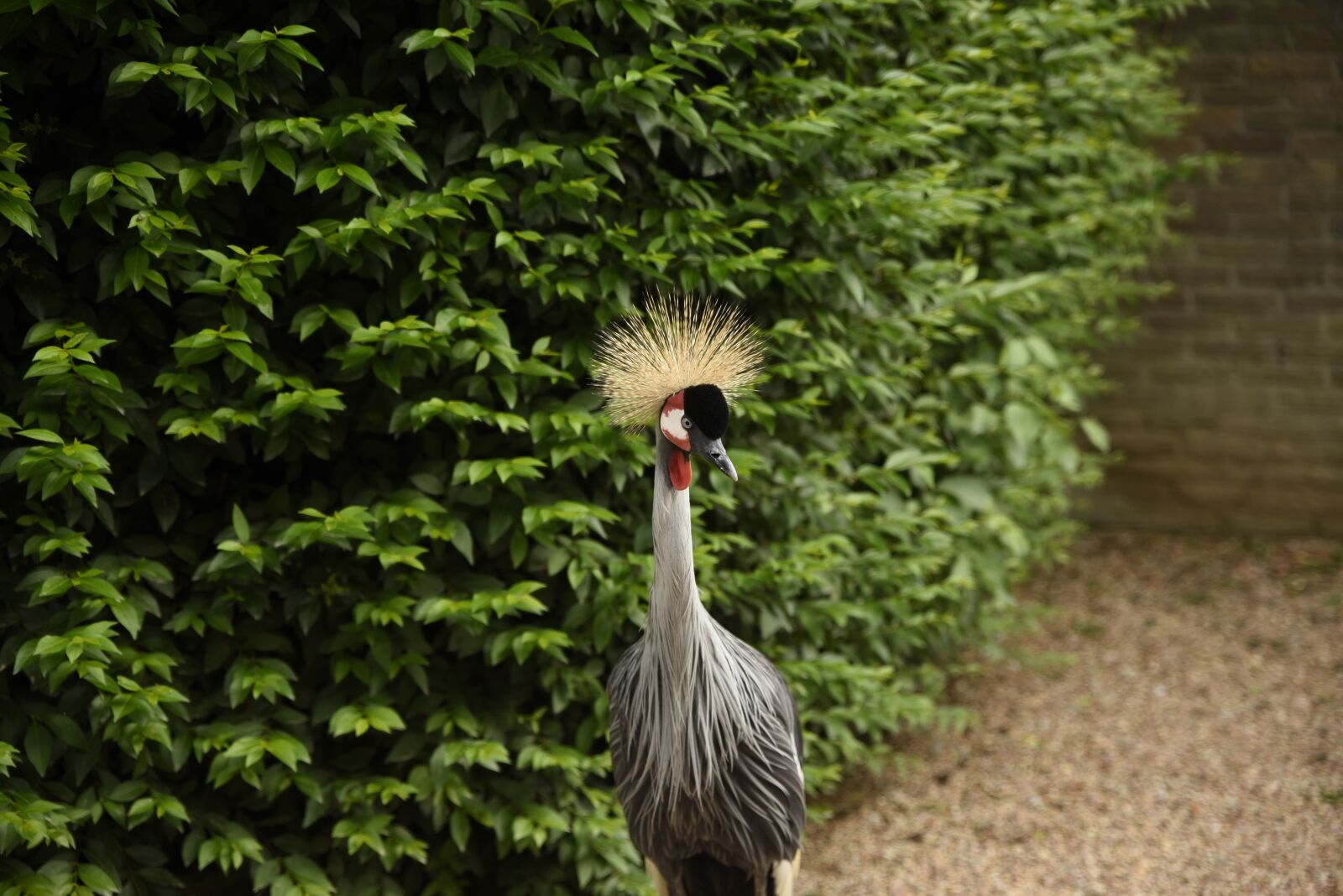 Nikon D750 sample photo. Bird, animals, nature photography