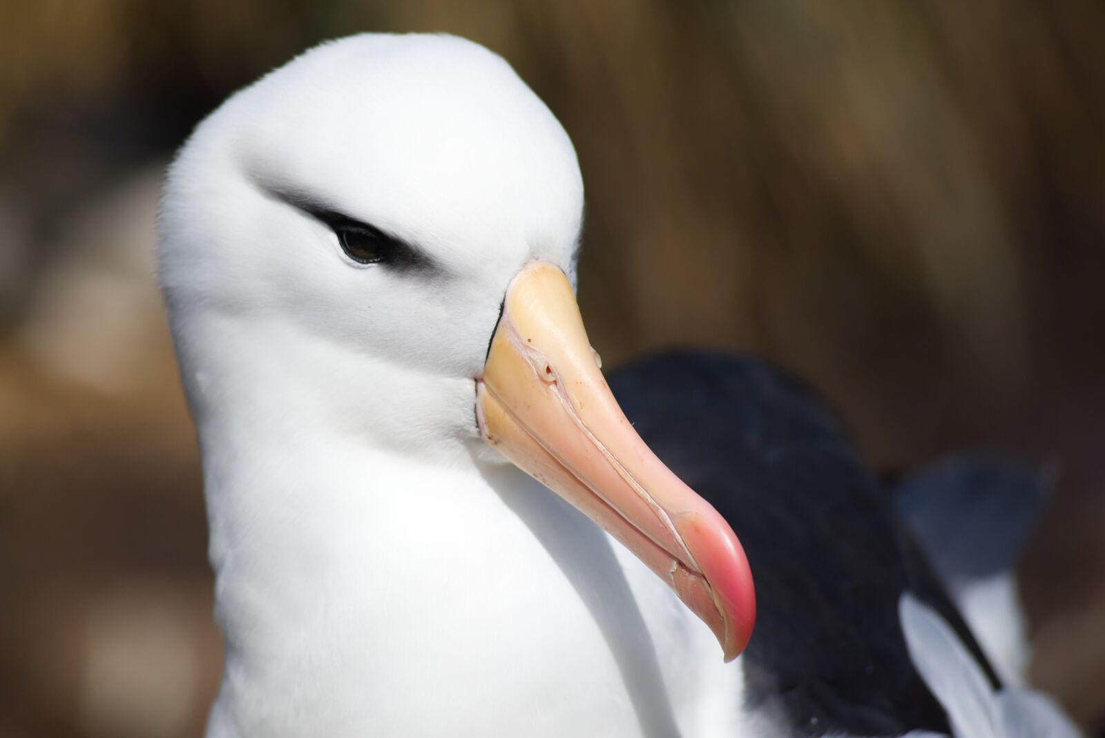 Nikon D750 sample photo. Albatross, falkland, sea photography