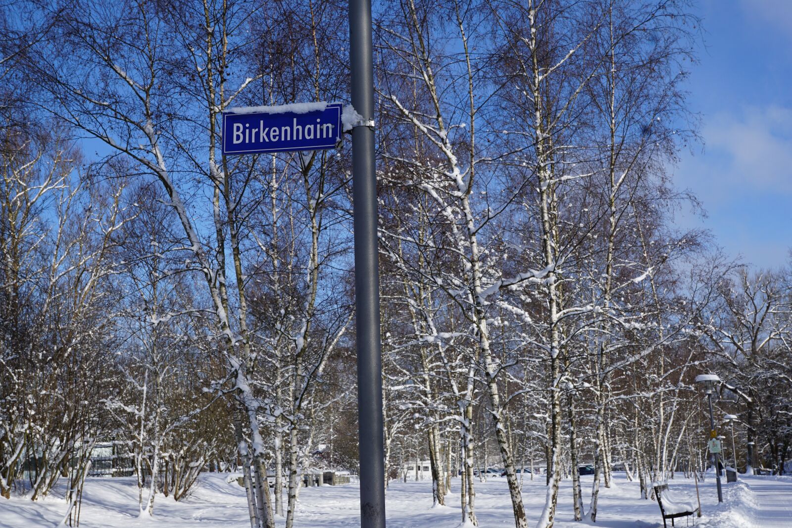 Sony DT 16-50mm F2.8 SSM sample photo. Snow, winter, birch photography