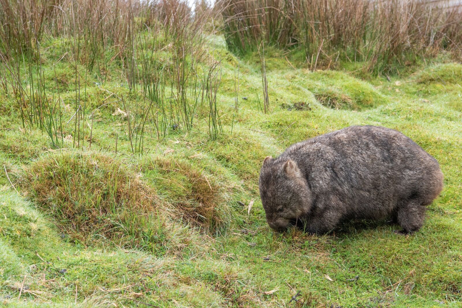 Nikon D750 sample photo. Wombat, marsupial, common wombat photography