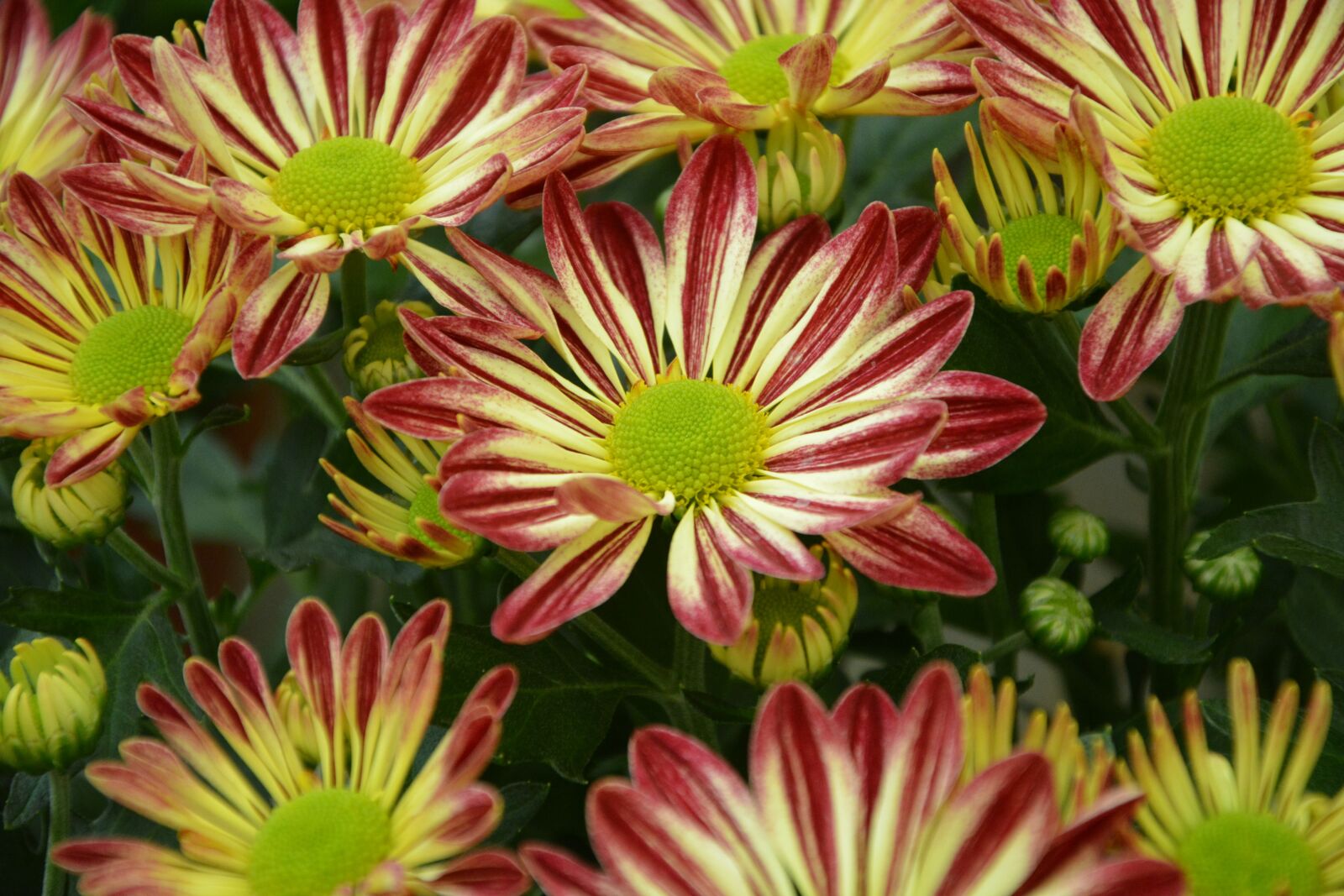 Nikon D5200 sample photo. Flowers chrysanthemums, red, chrysanthemum photography